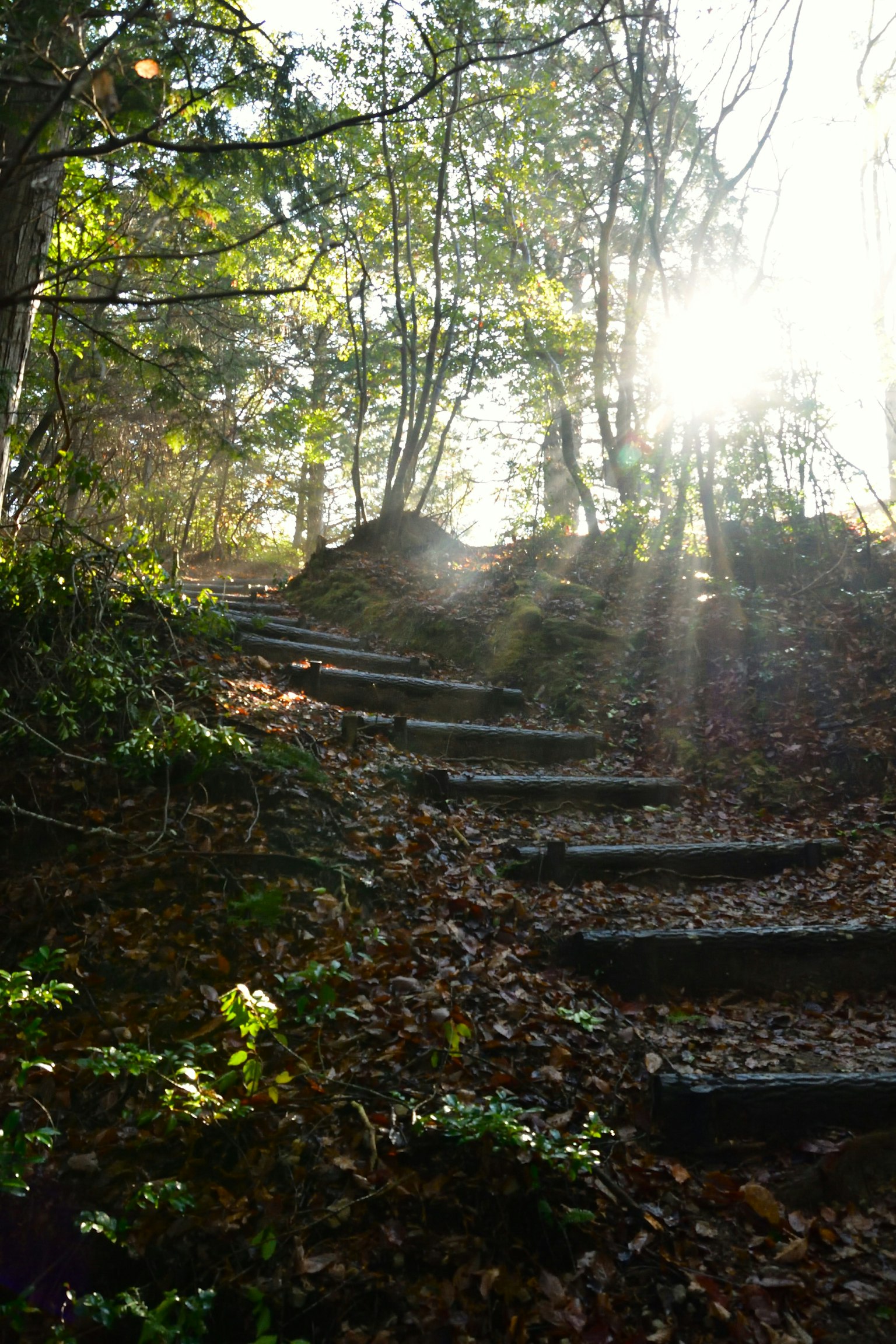 Scenic view of a staircase leading through trees with sunlight streaming through