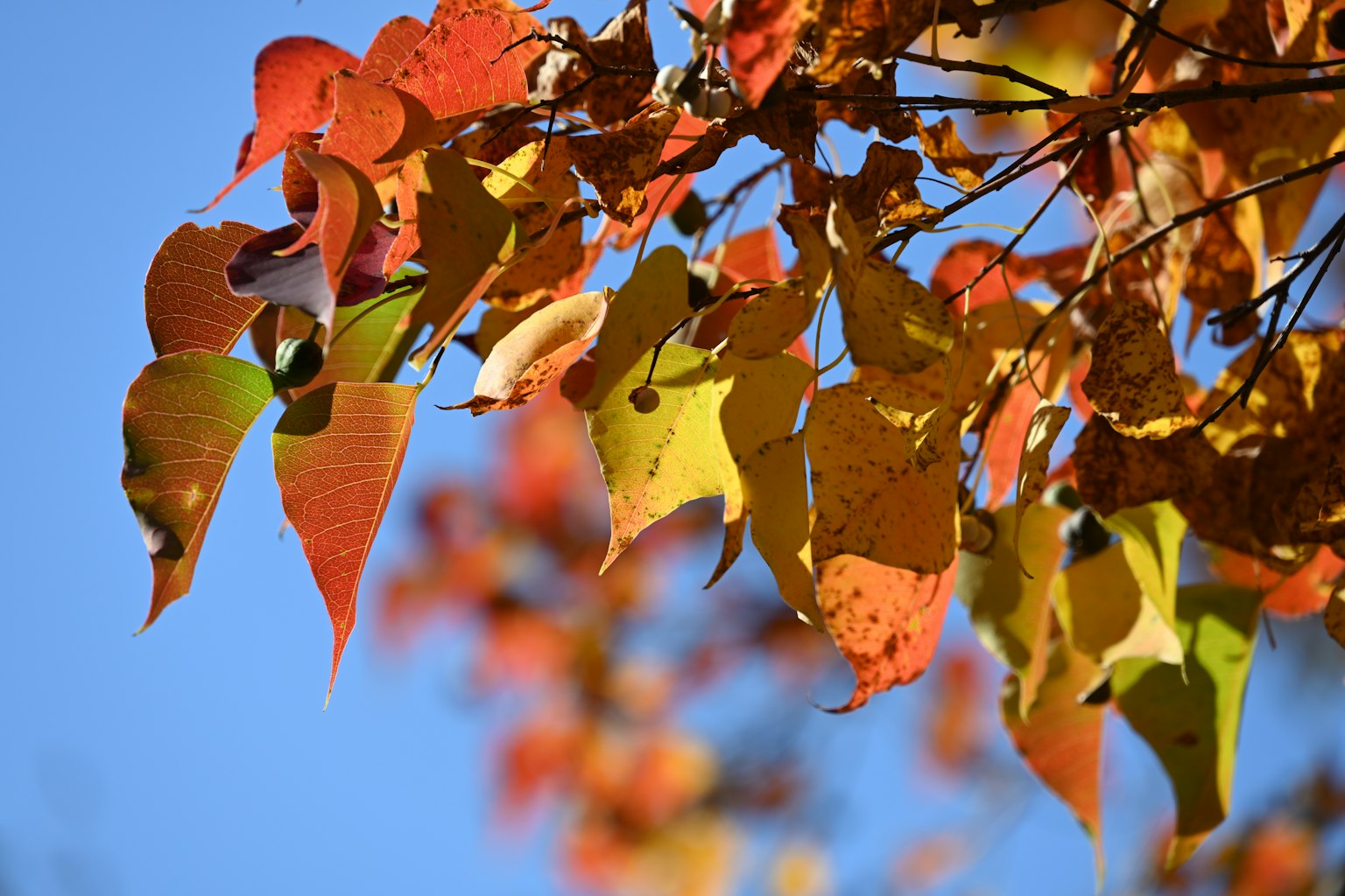 Bunte Herbstblätter vor einem klaren blauen Himmel