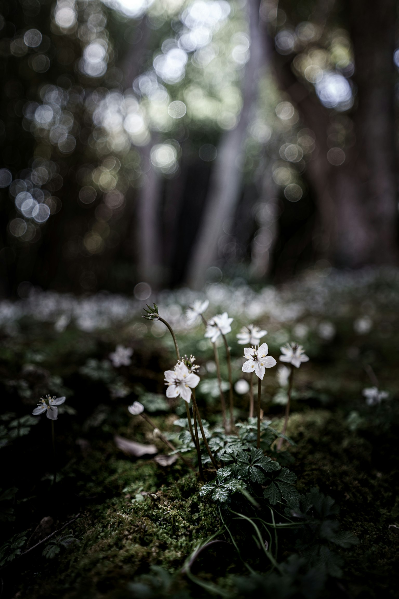 Une scène forestière sereine avec des fleurs blanches en fleurs sur la mousse