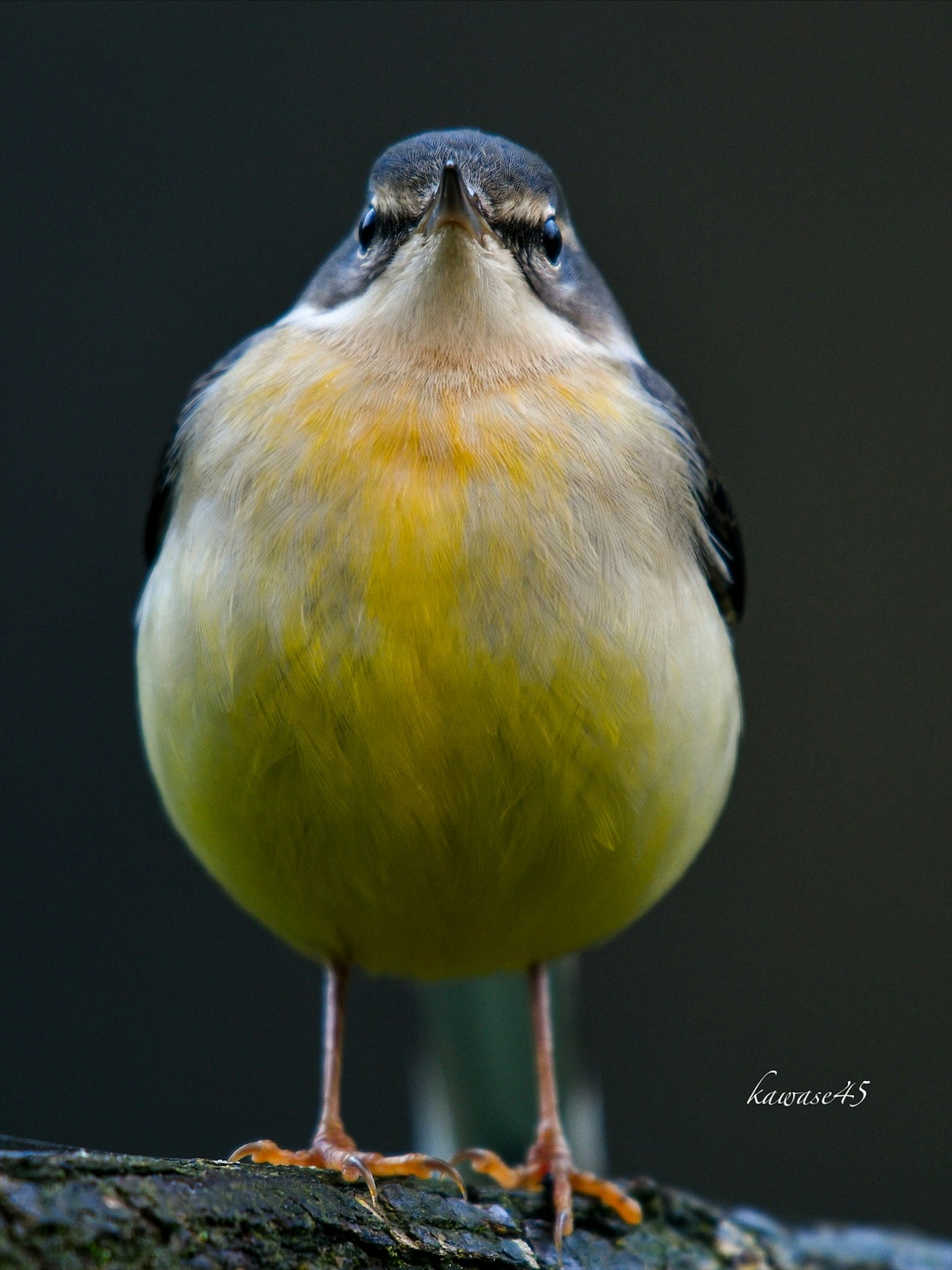 Kleiner Vogel mit gelbem Brustbereich, der nach vorne schaut