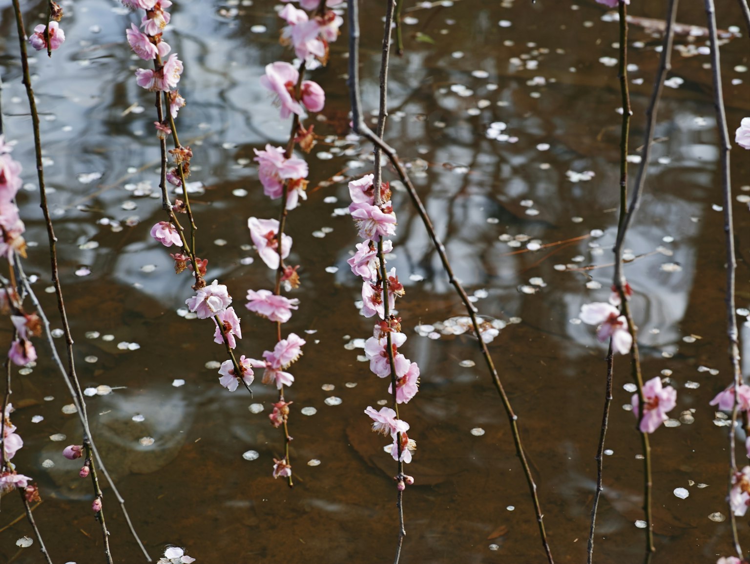 Delicate fiori di ciliegio rosa pendenti sopra una superficie d'acqua riflettente