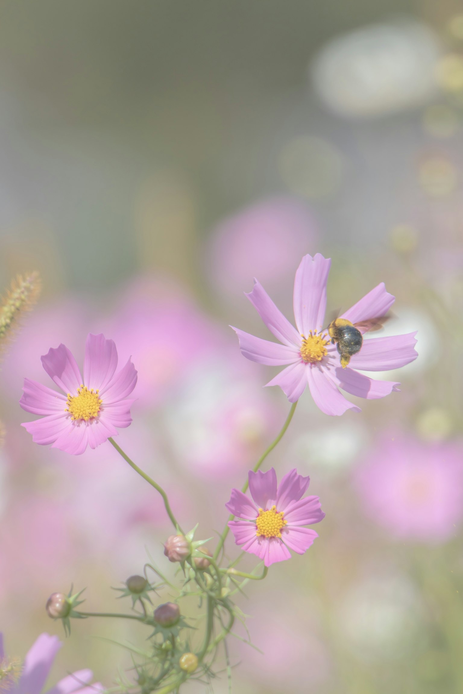 Fleurs aux couleurs douces avec une abeille