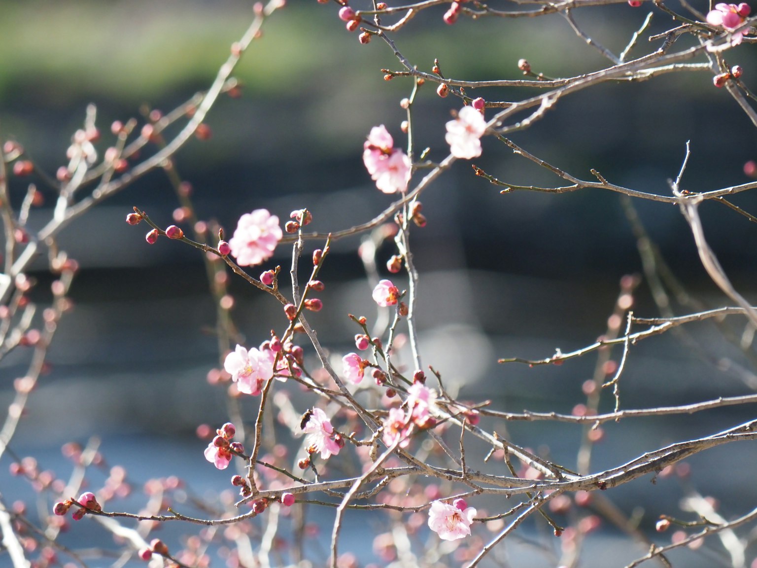 Close-up bunga plum di dahan