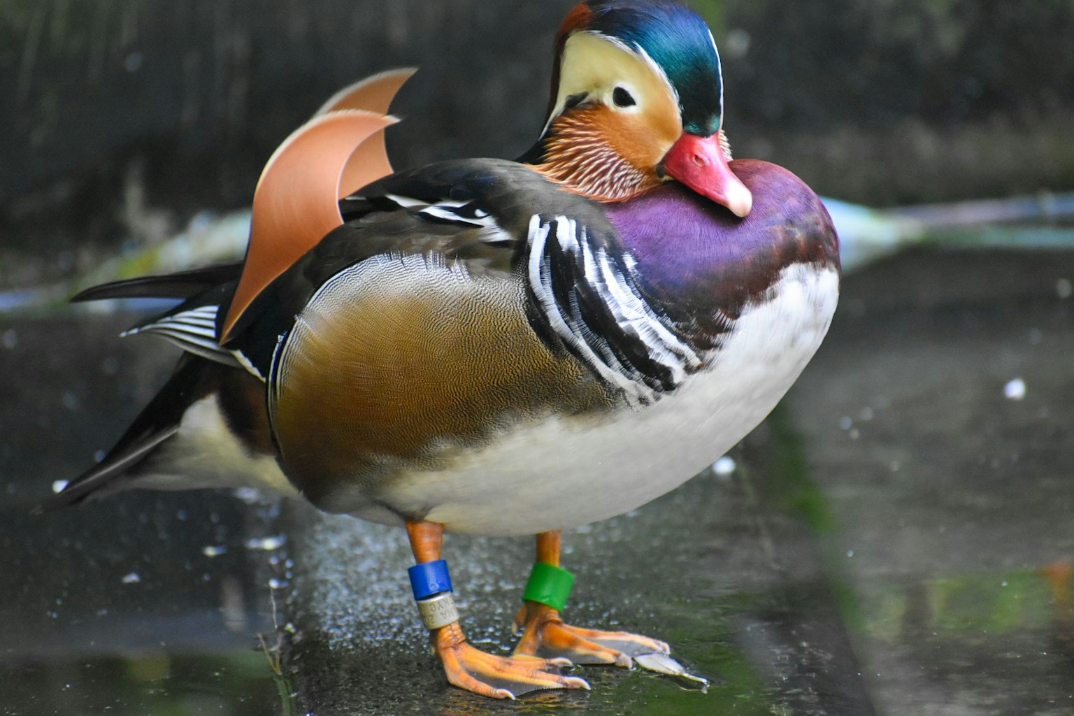 A beautiful mandarin duck standing by the water featuring vibrant feathers and identification bands