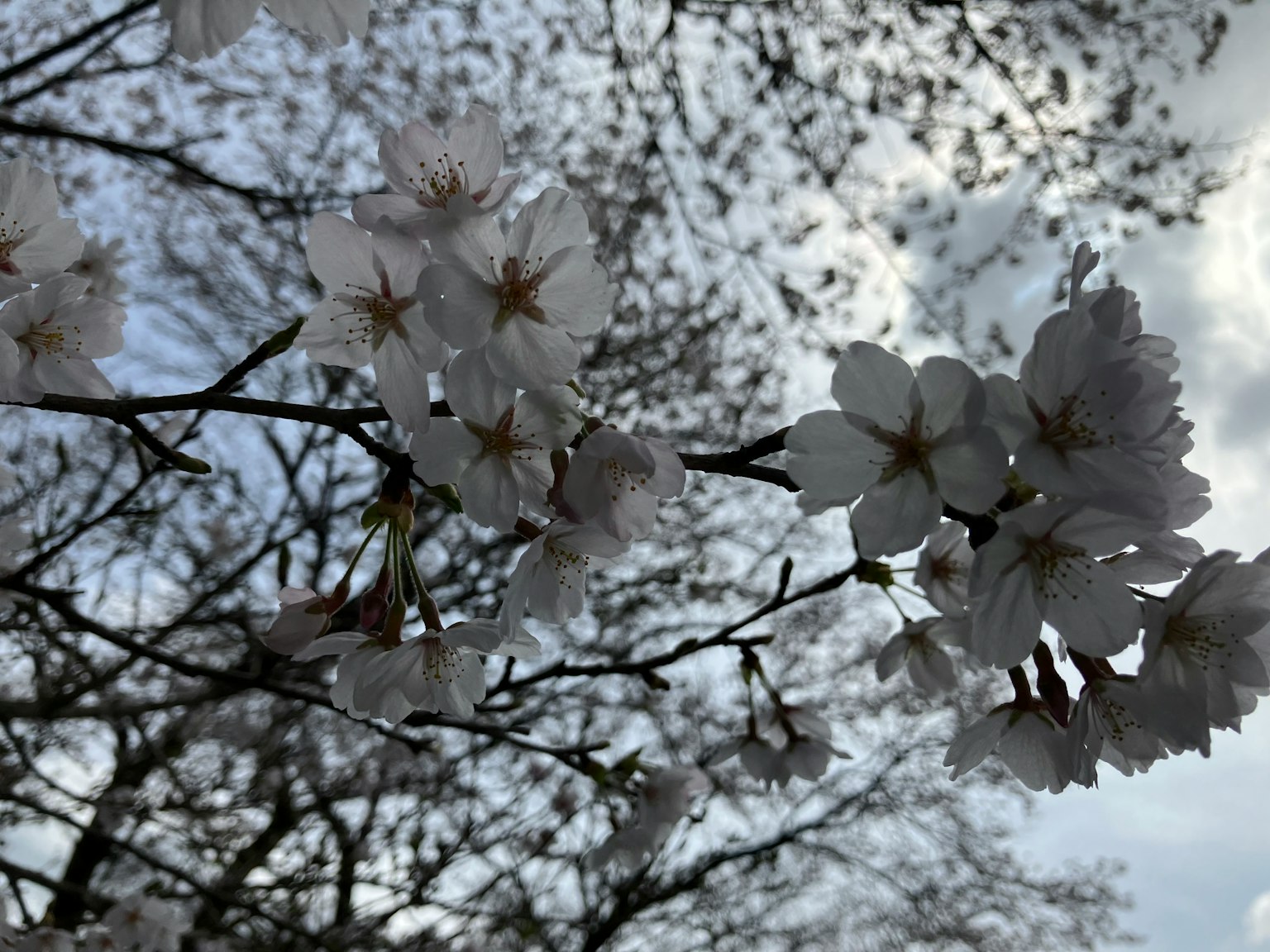Foto en primer plano de ramas de cerezo con flores blancas