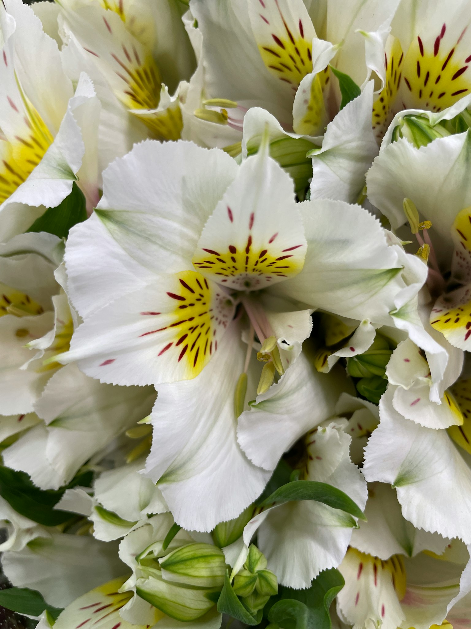 Un mazzo di fiori di Alstroemeria bianchi con segni gialli