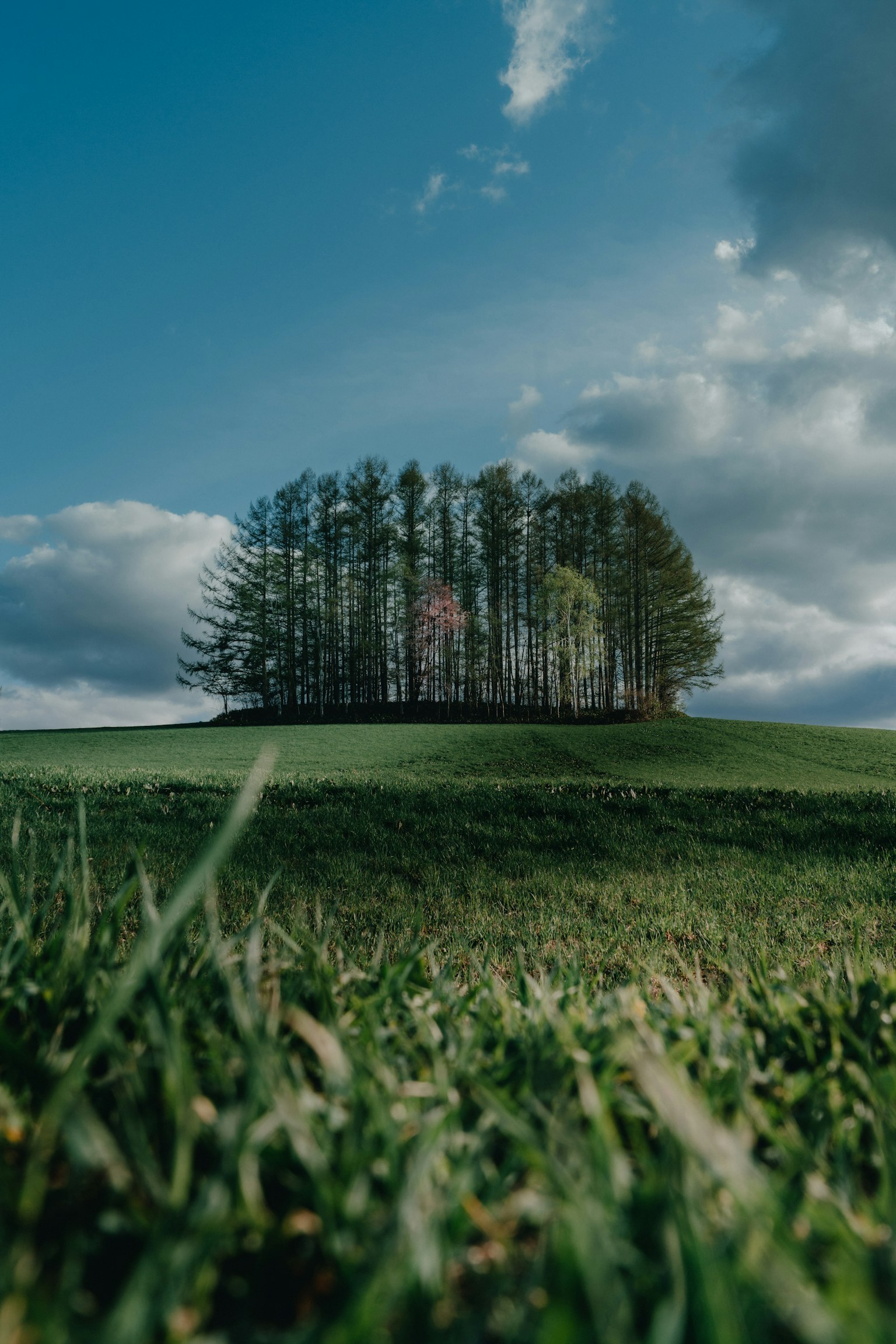 Un groupe d'arbres sur une colline verte sous un ciel bleu