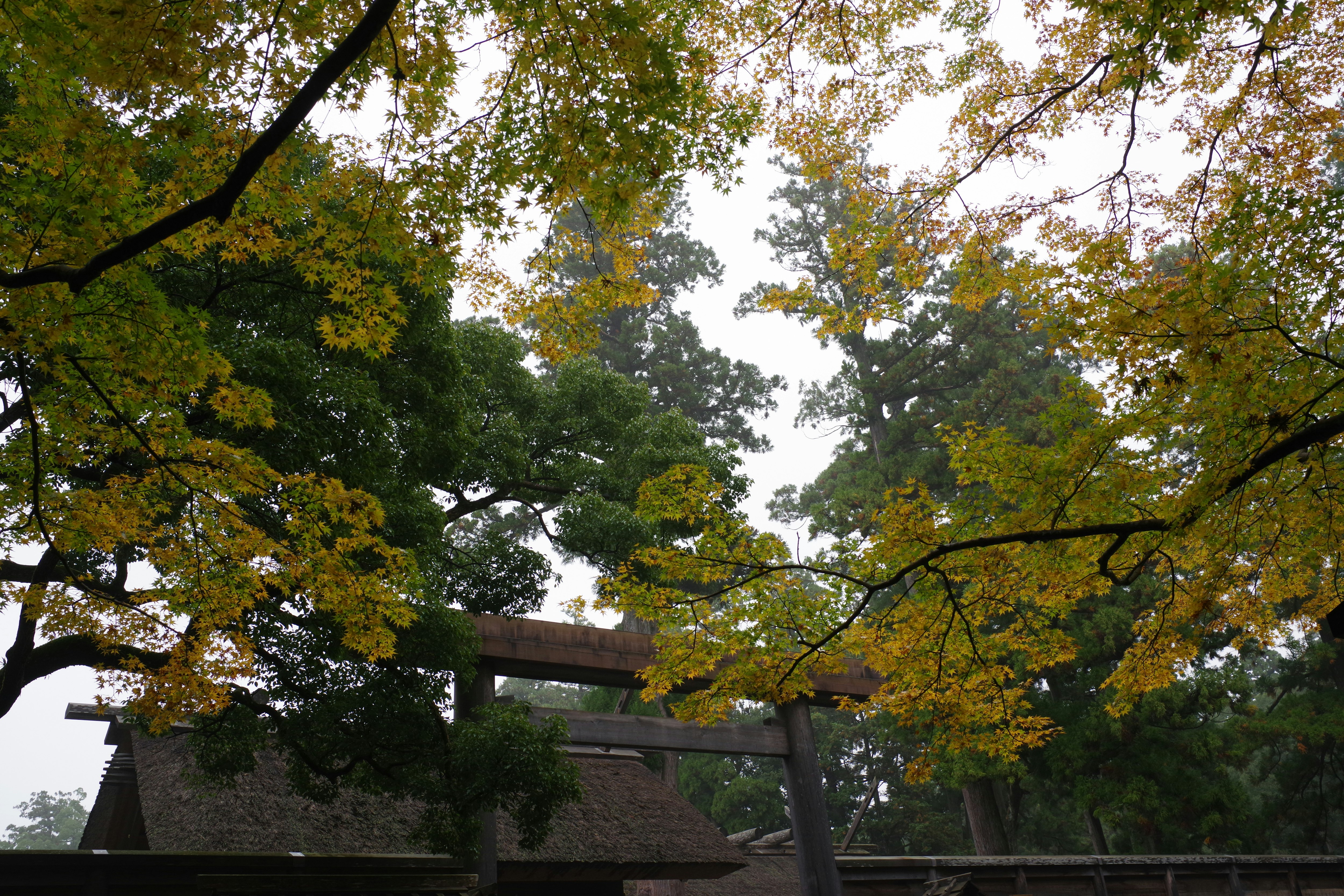 紅葉の木々と寺院の屋根が見える秋の景色