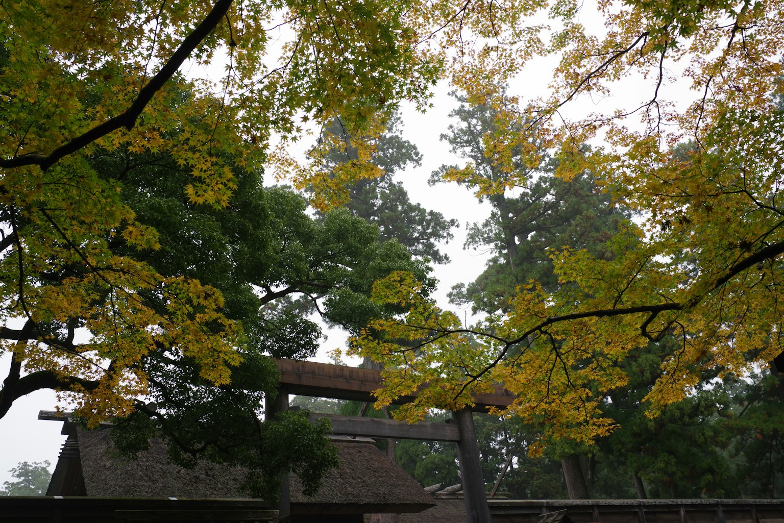 秋天的樹葉和樹木環繞著神社鳥居的風景