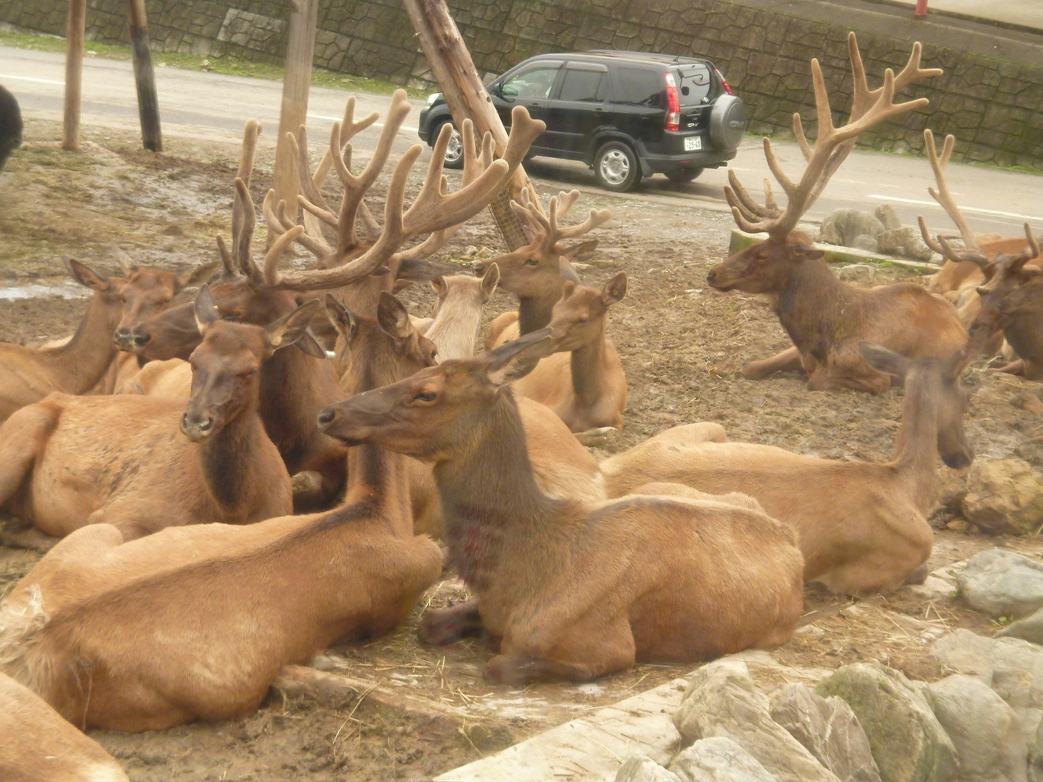 A herd of deer gathered outdoors on the ground
