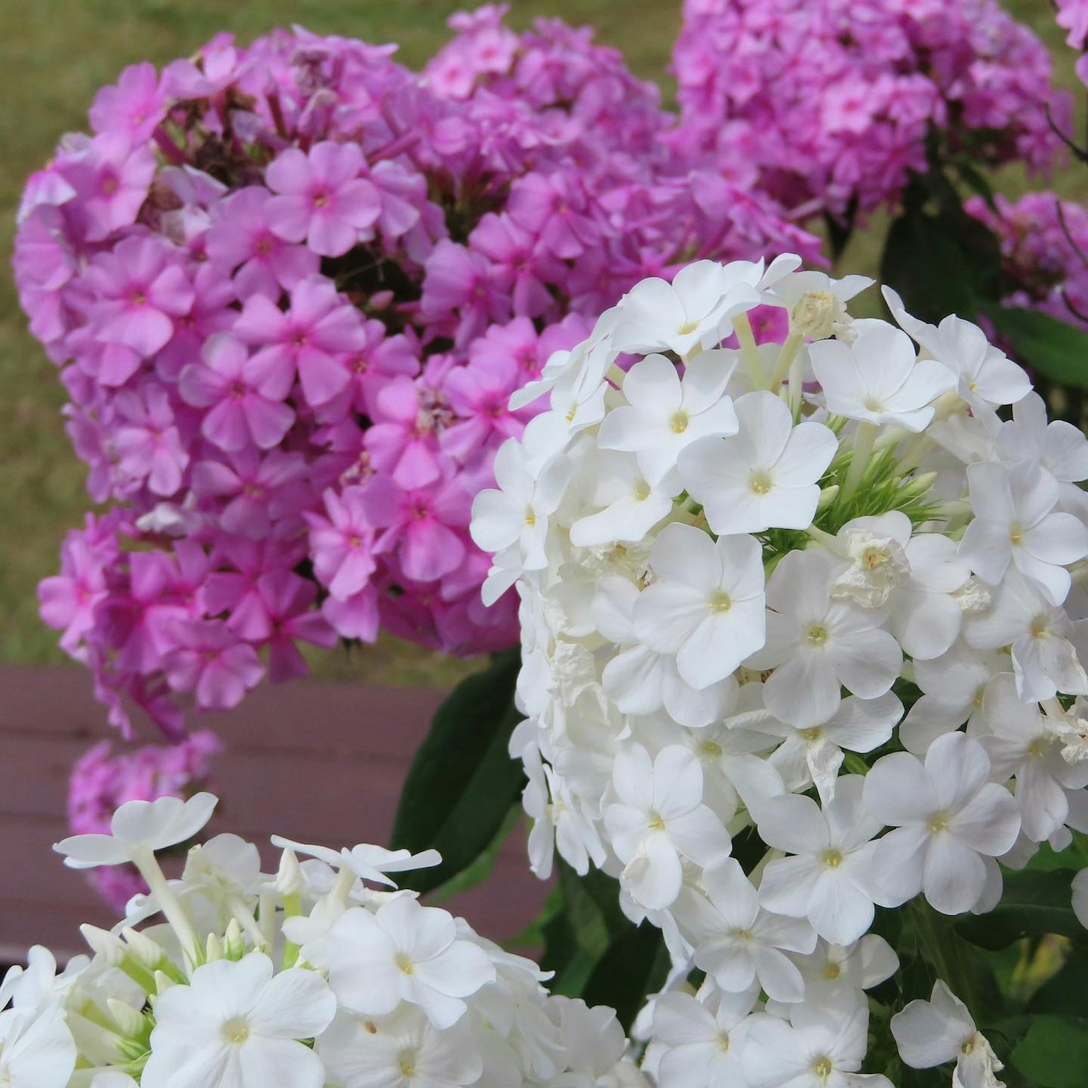 Nahaufnahme von Pflanzen mit weißen und rosa Blüten