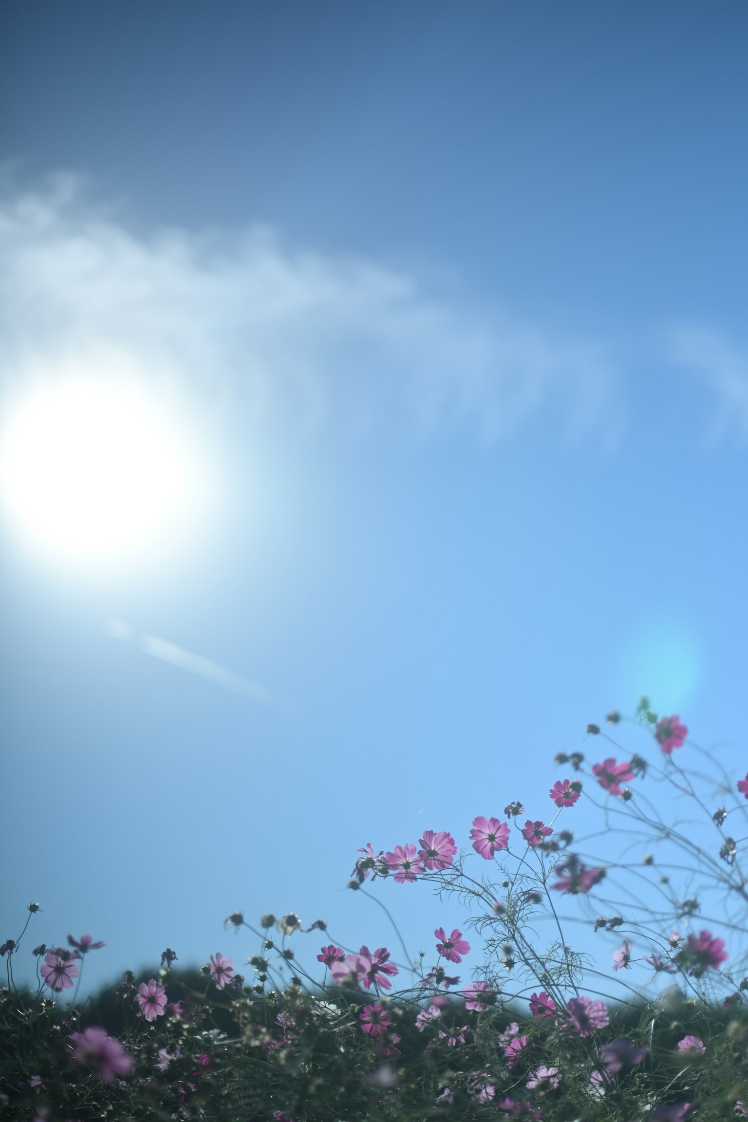 Pink flowers blooming under the sun in a blue sky