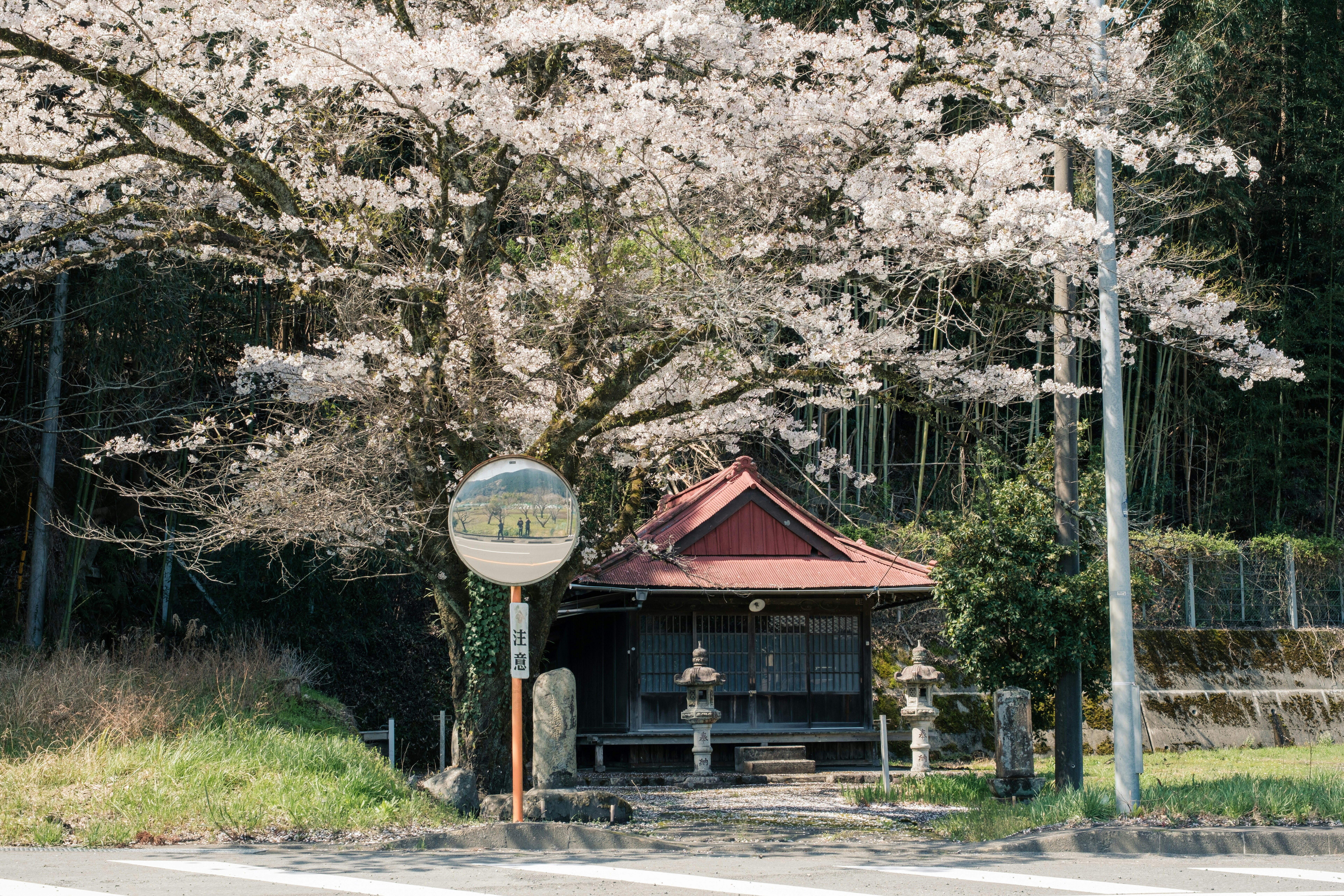桜の木の下にある小さな神社の社殿と石段