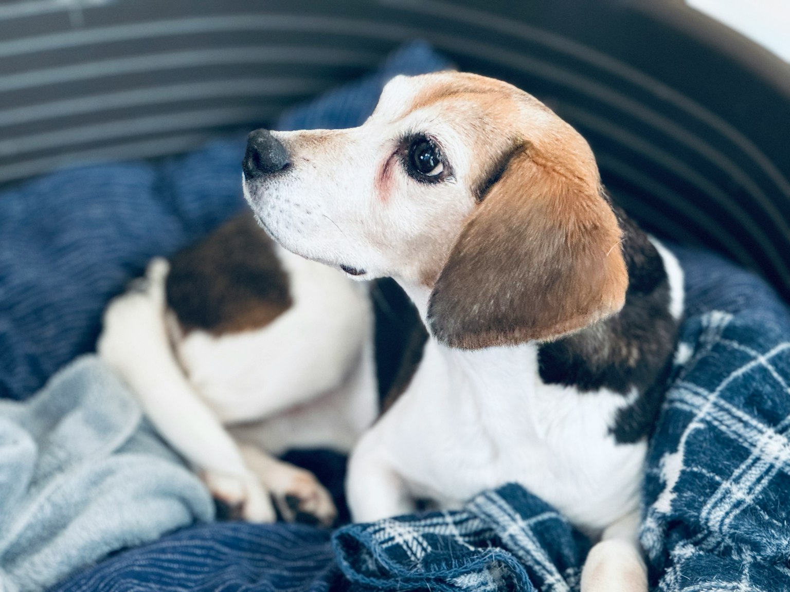 Un chien Beagle beige et noir allongé sur une couverture avec une expression calme regardant sur le côté