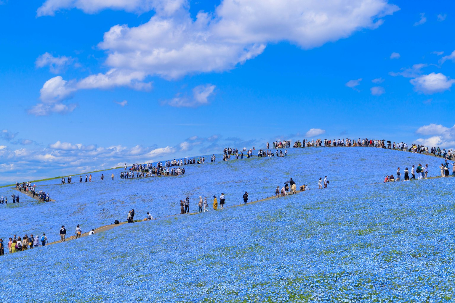 Wisatawan di atas bukit yang dipenuhi bunga biru di bawah langit cerah