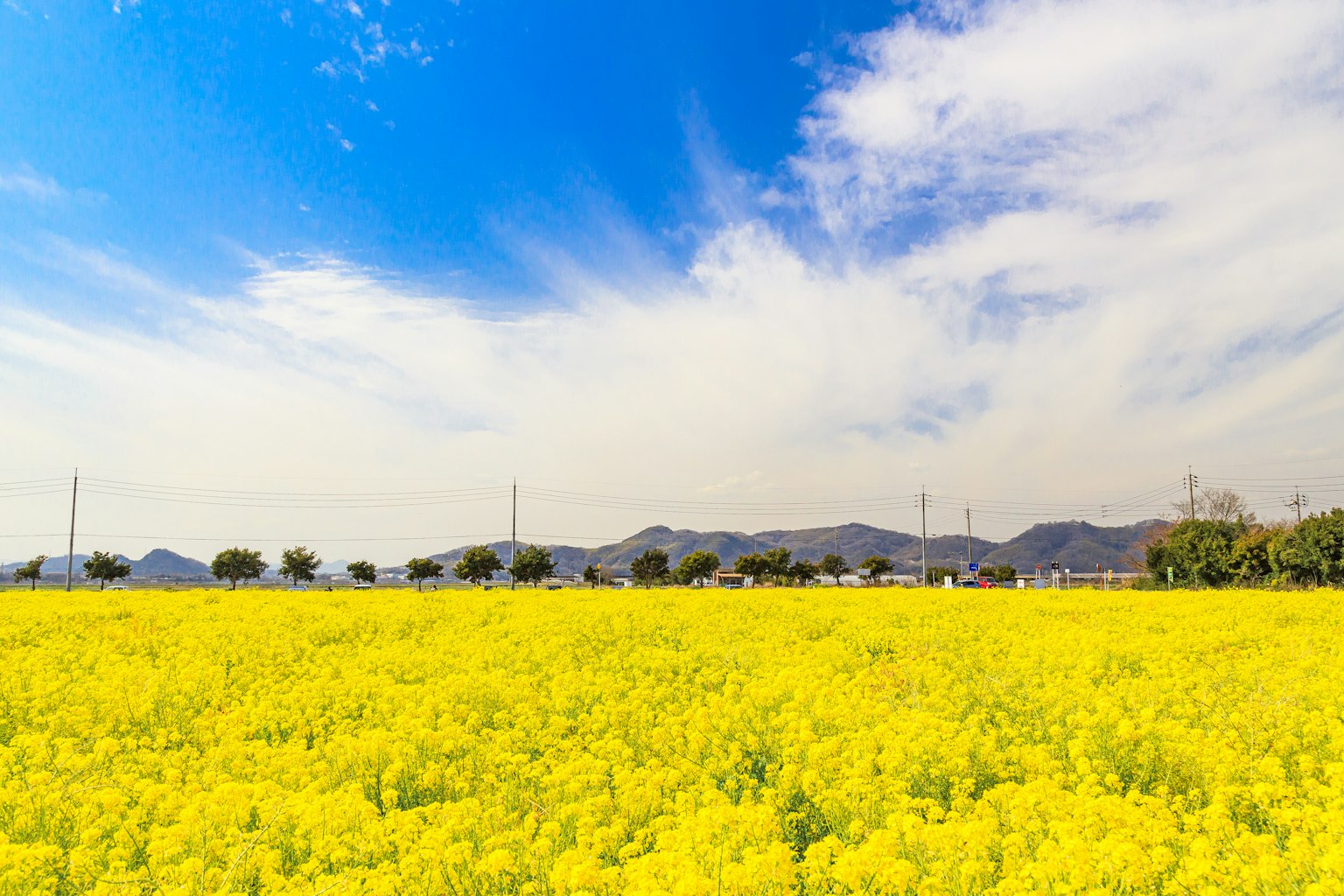 Ladang bunga canola kuning di bawah langit biru dengan gunung di kejauhan