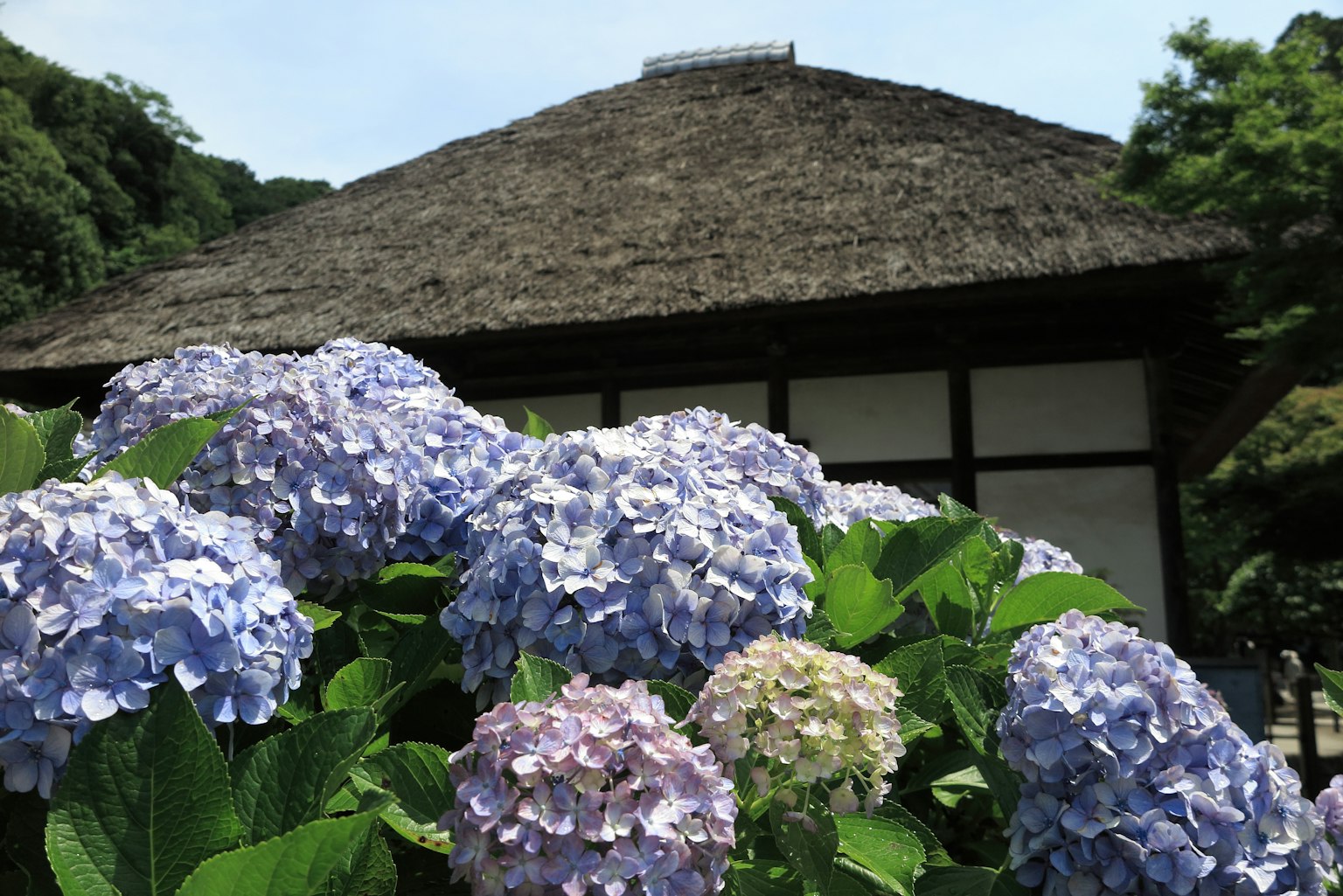 Bunga hortensia dengan rumah tradisional Jepang di latar belakang