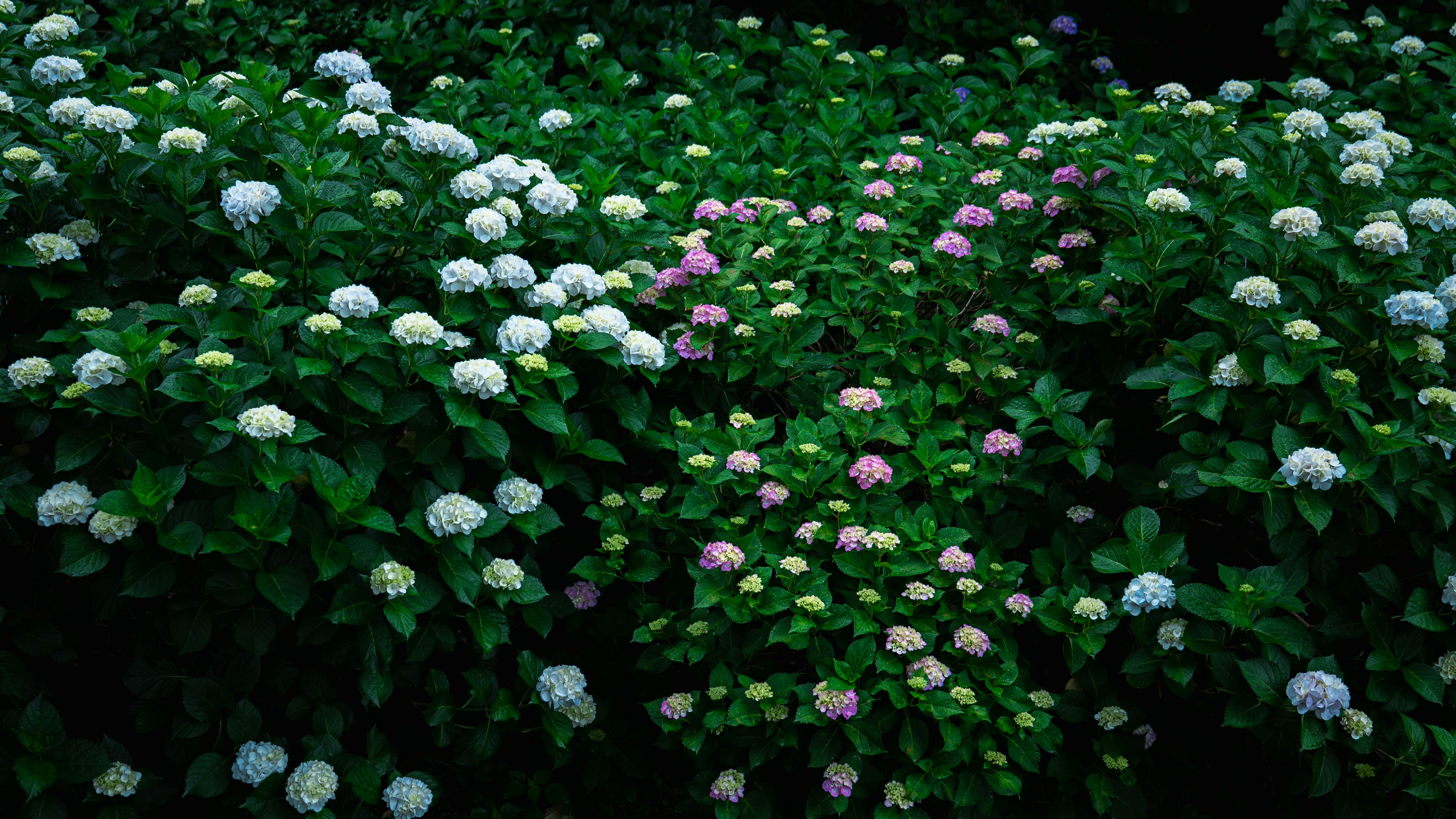 雨上がりのアジサイが咲く緑の花壇