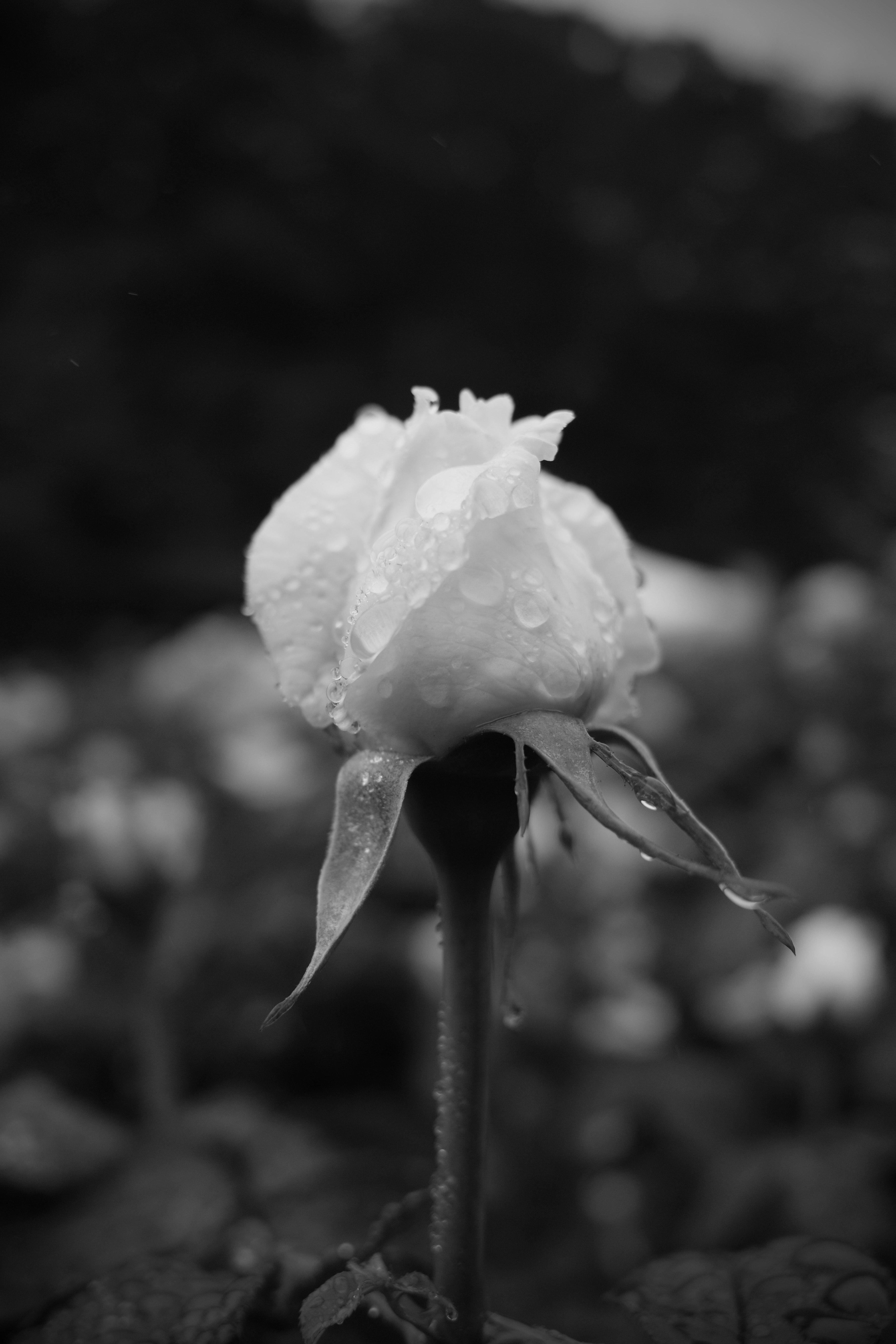 雨粒のついた白いバラの花