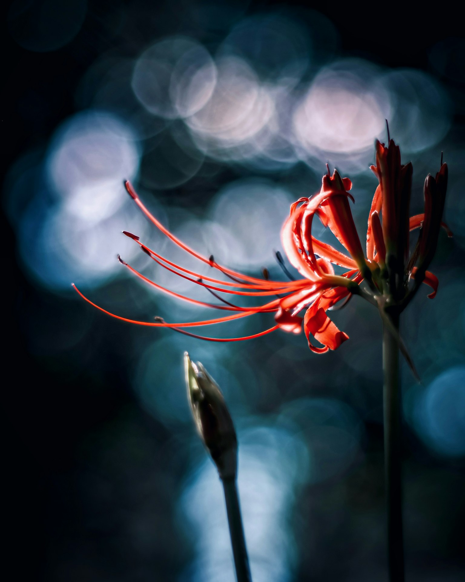 Un fiore rosso straordinario con petali delicati su uno sfondo sfocato
