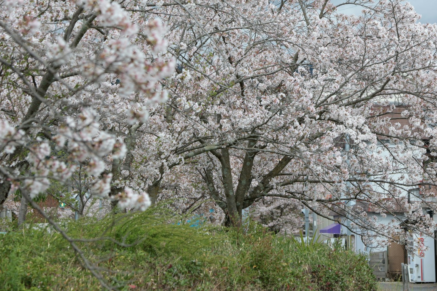 Árboles de cerezo en flor con césped verde