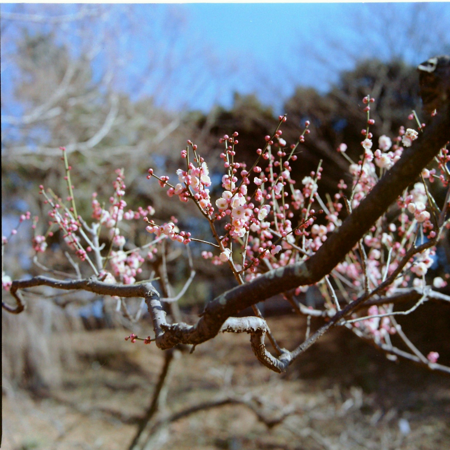 Branches de cerisier en fleurs avec des fleurs roses
