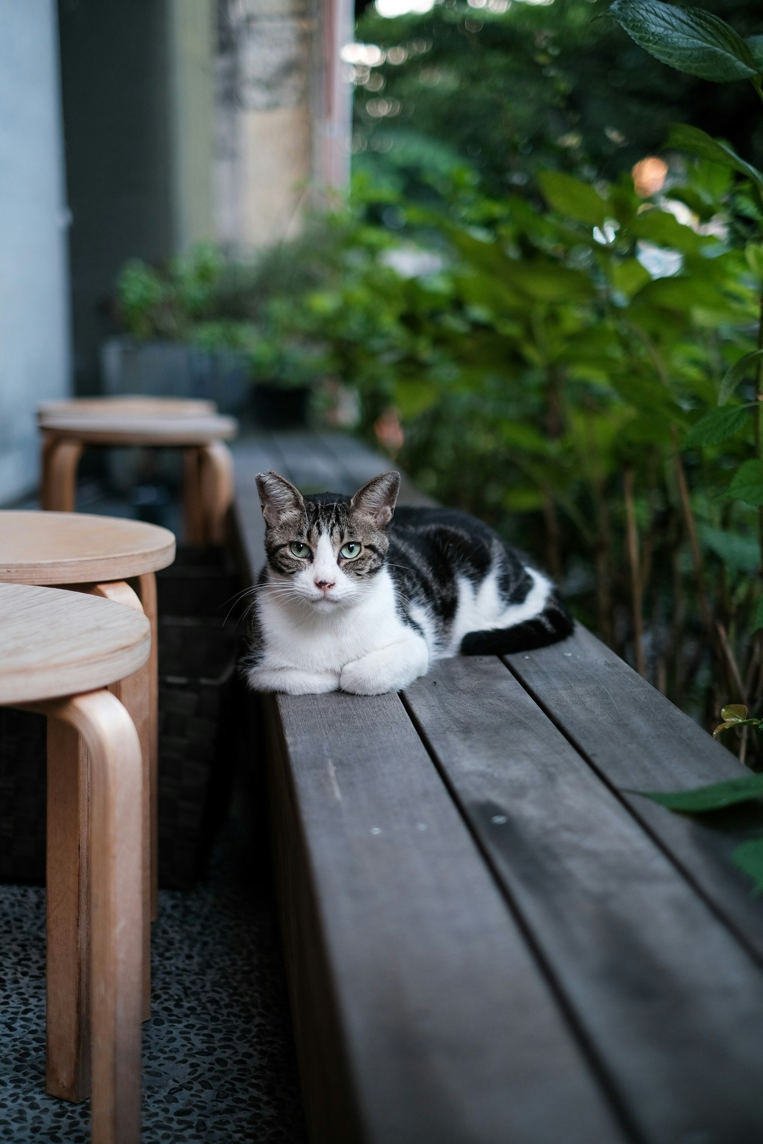 Un gatto bianco e nero sdraiato su una panchina di legno circondato da vegetazione