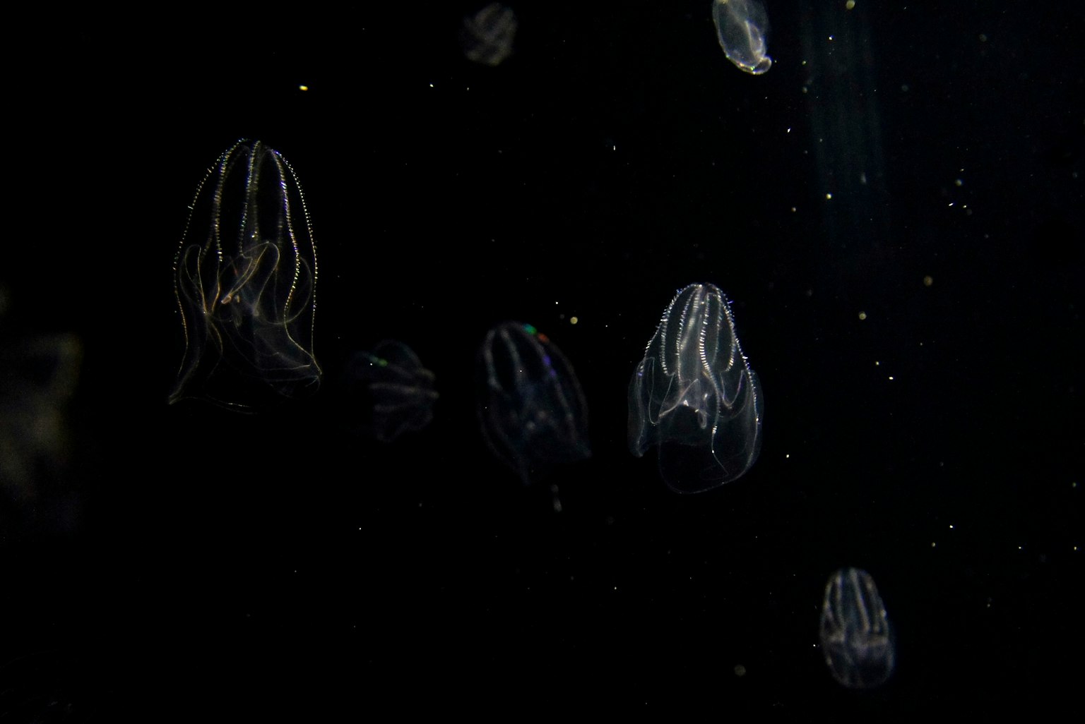 Un gruppo di meduse traslucide che fluttuano su uno sfondo scuro