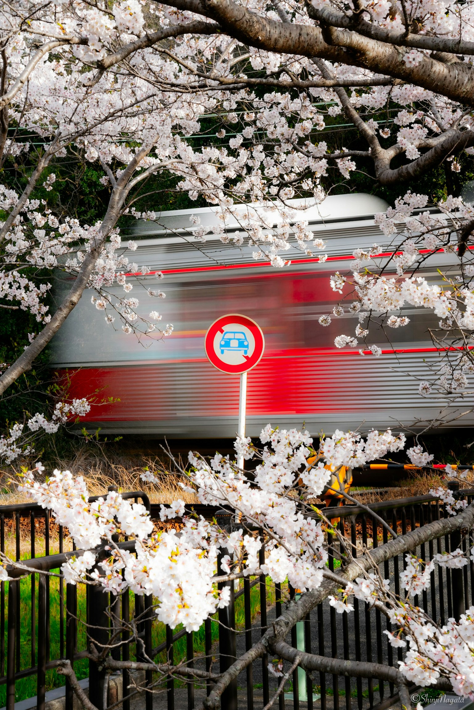 A red train framed by cherry blossoms and a traffic sign