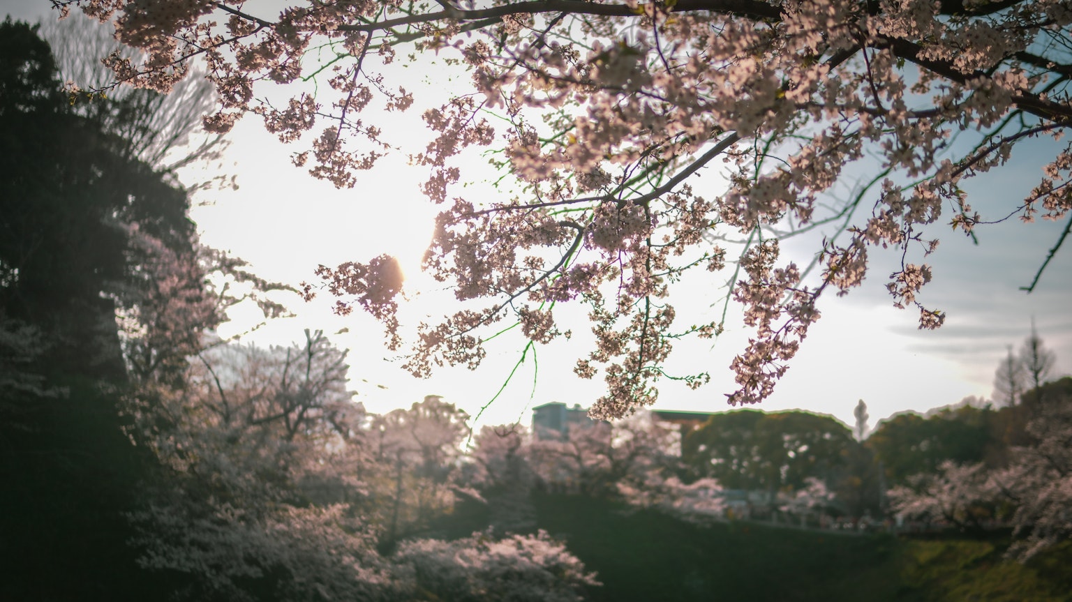 Kirschblütenzweige mit rosa Blüten und hellem Himmel