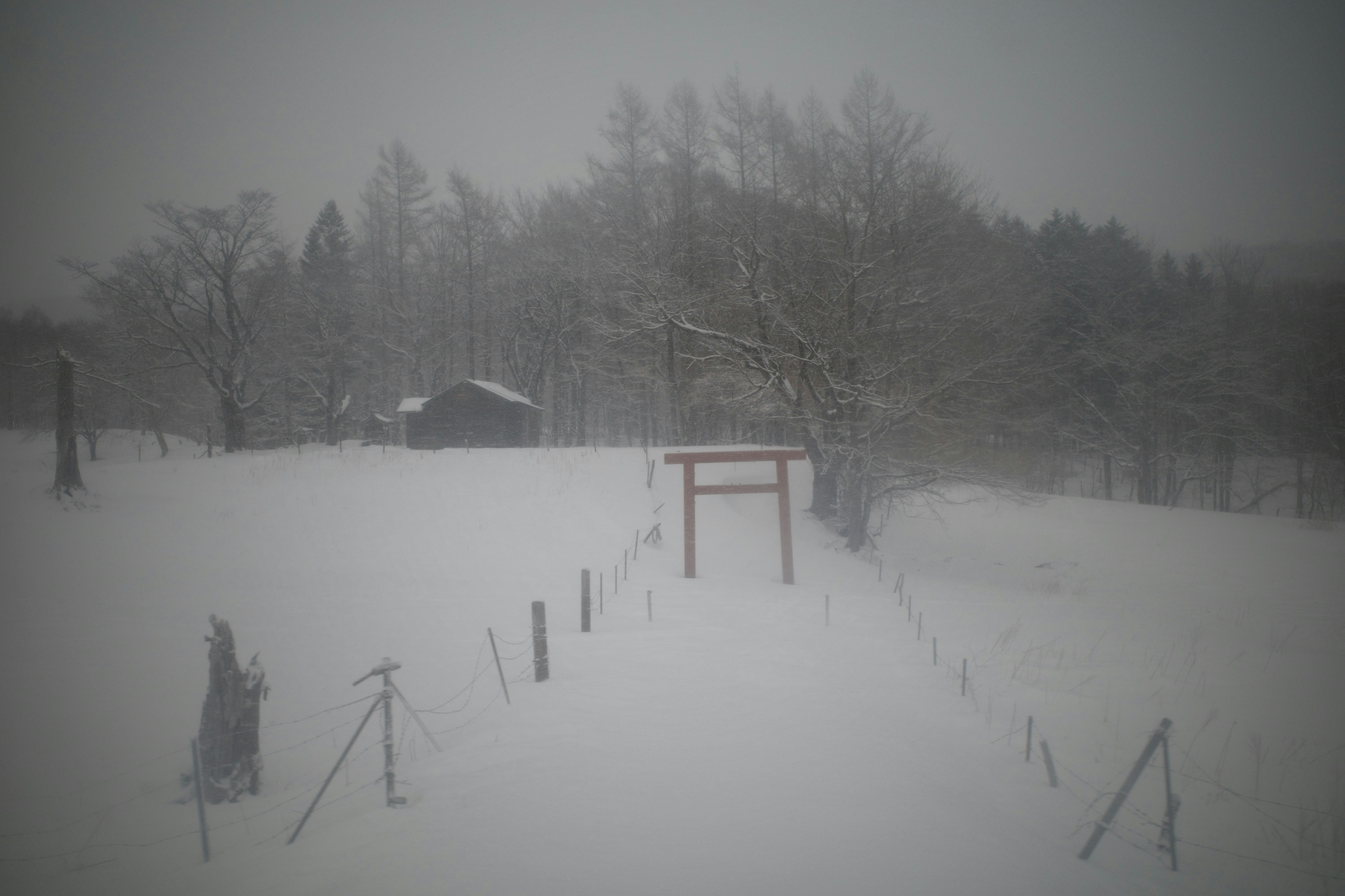 Misty snowy path with a small torii gate and fence
