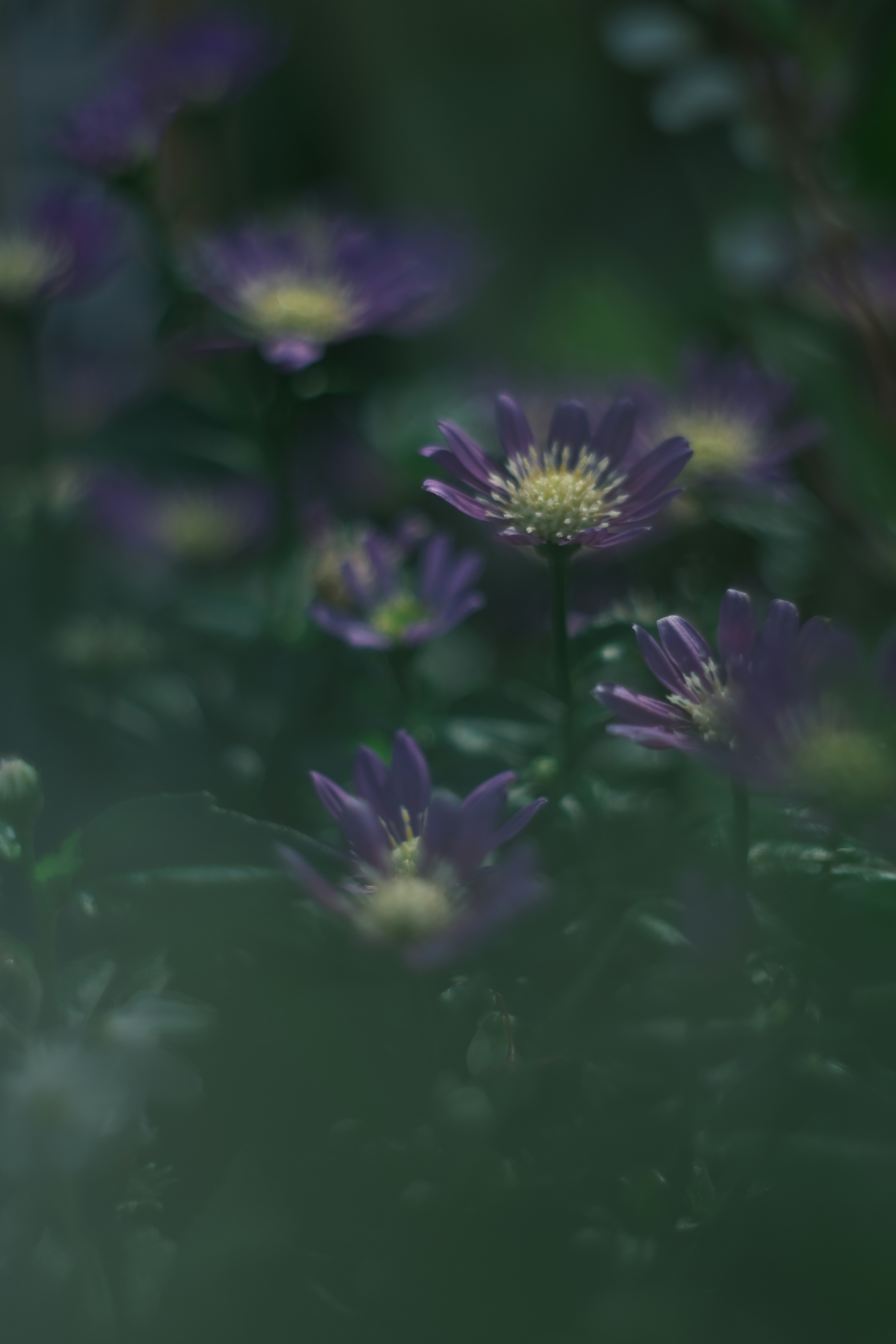 紫の花が咲くボケのある草花のクローズアップ