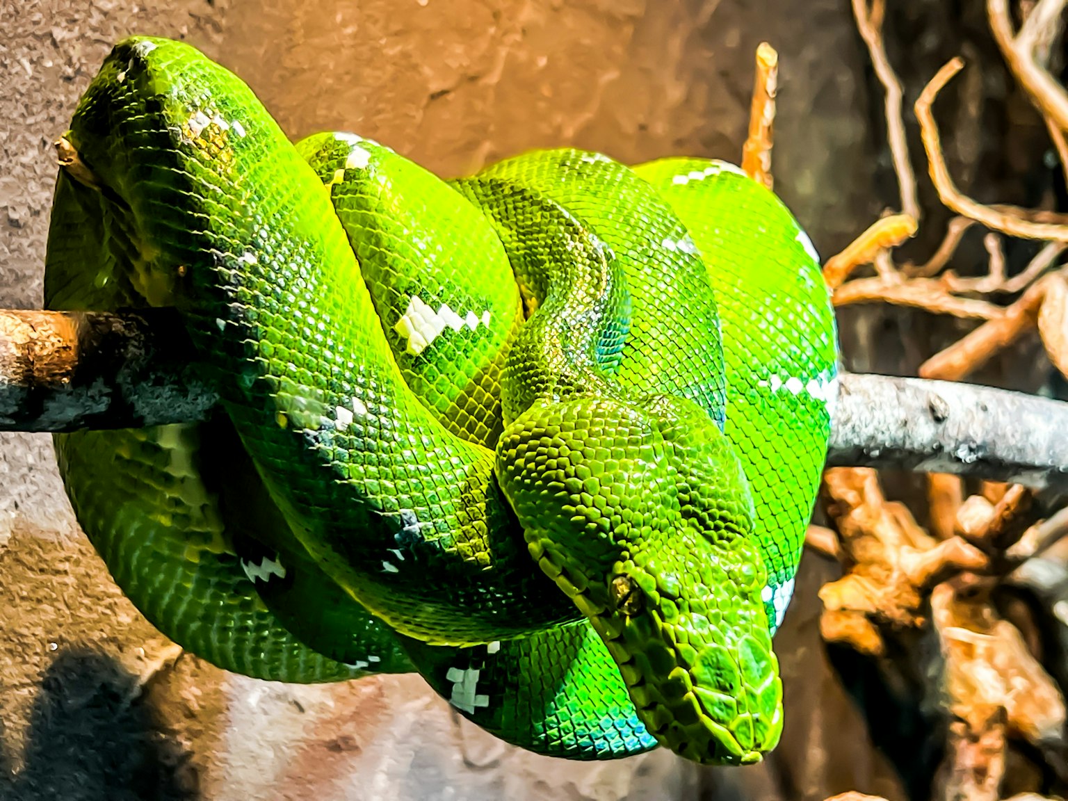 Boa verde arrotolato su un ramo