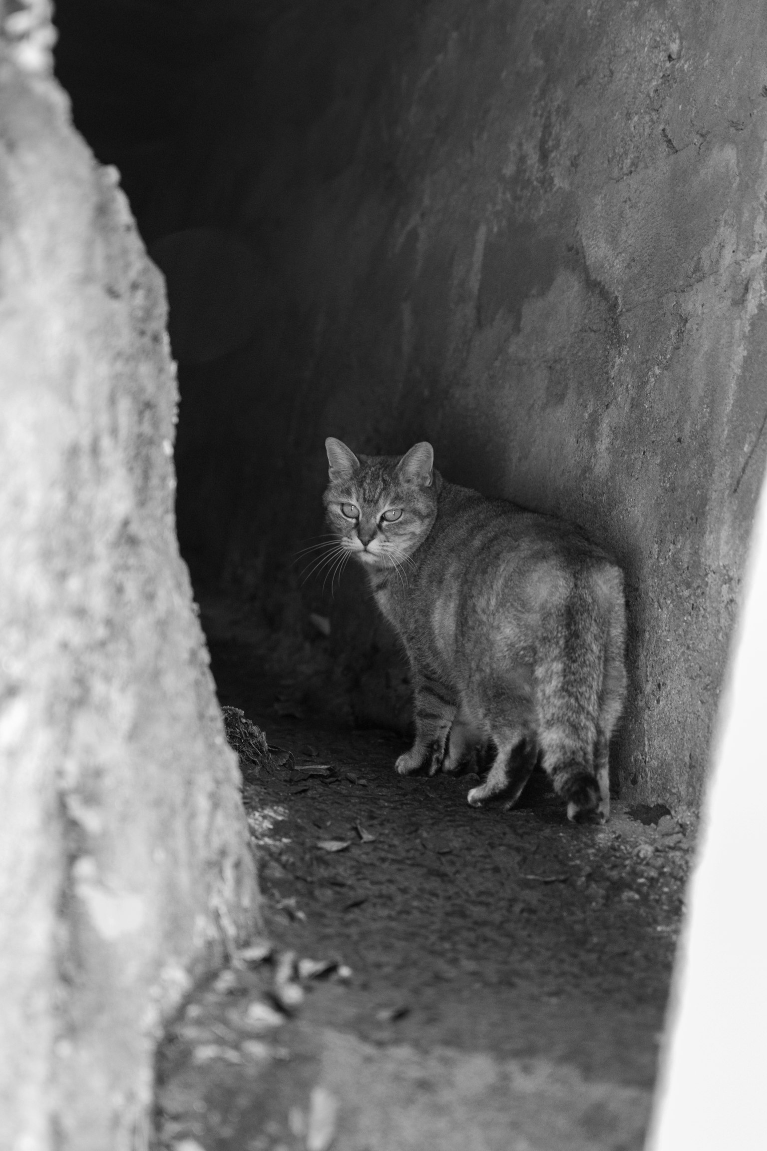 Kucing berdiri di jalur sempit dalam gambar hitam putih