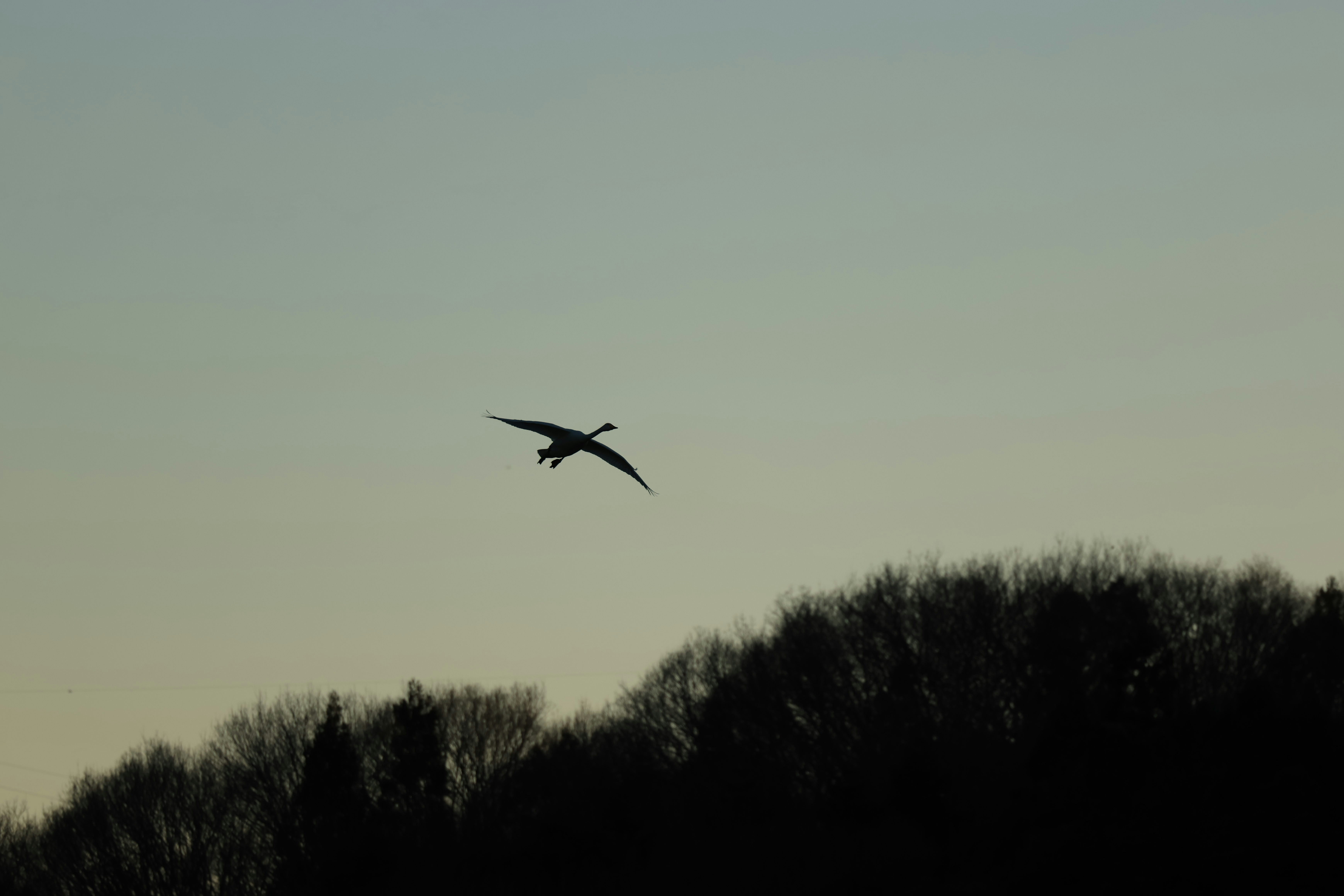 夕暮れの空を飛ぶ鳥