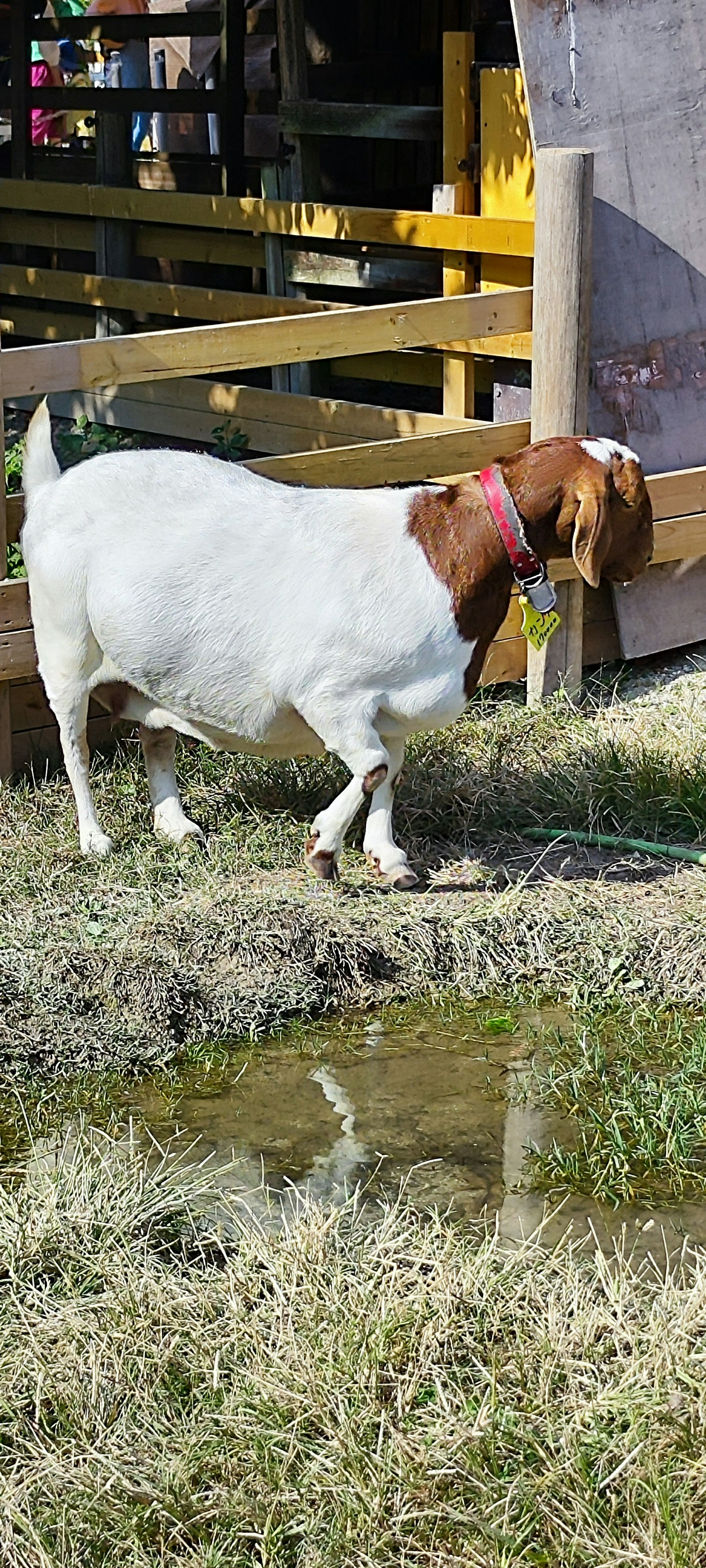 Seekor kambing dengan tubuh putih dan kepala cokelat berjalan di tanah berumput