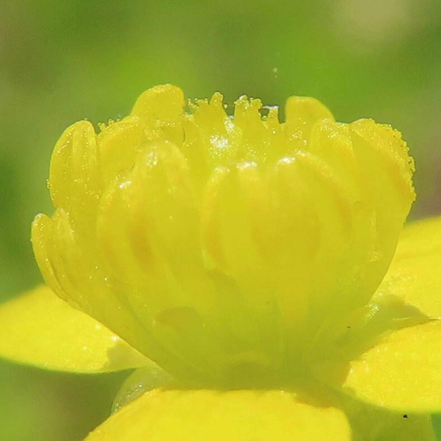 Gros plan d'une fleur jaune vibrante avec des pétales superposés et un arrière-plan vert flou
