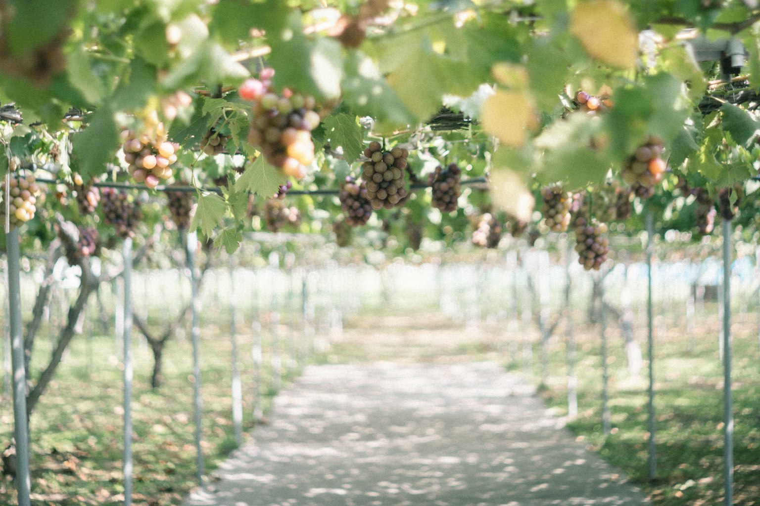 Pathway lined with grapevines and green leaves