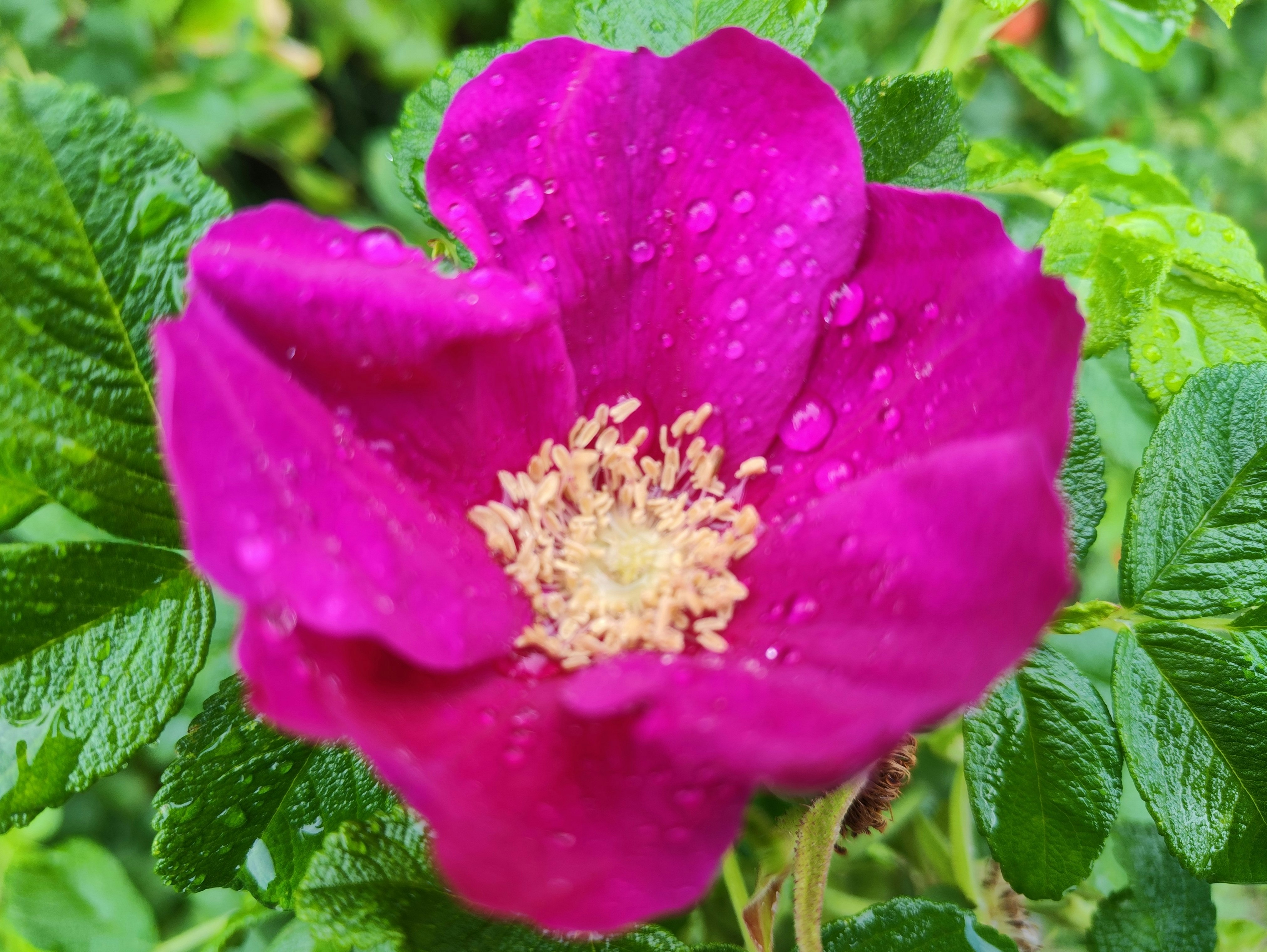 雨粒のついた紫の花と緑の葉のクローズアップ