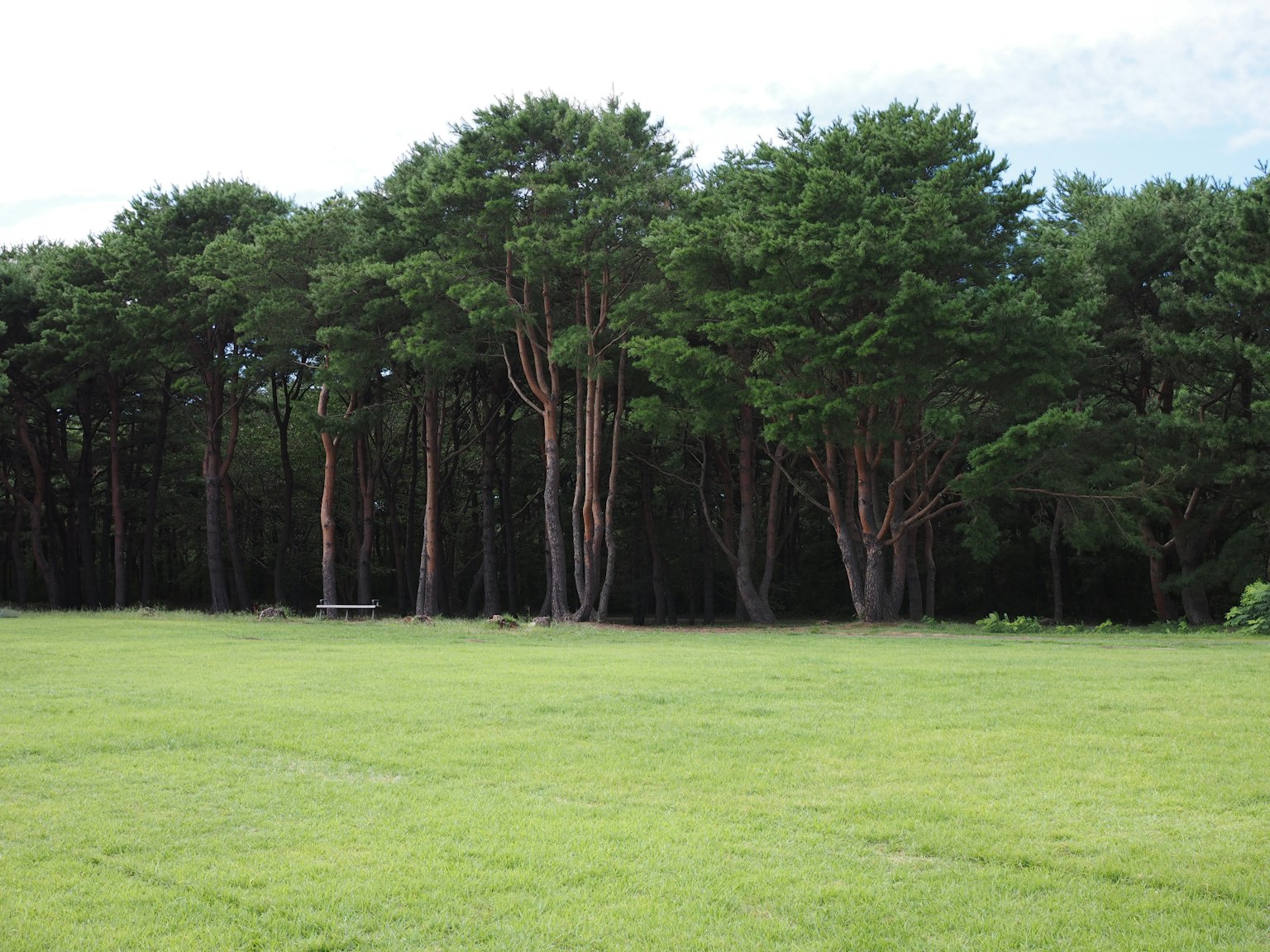 Tall trees lining a lush green meadow