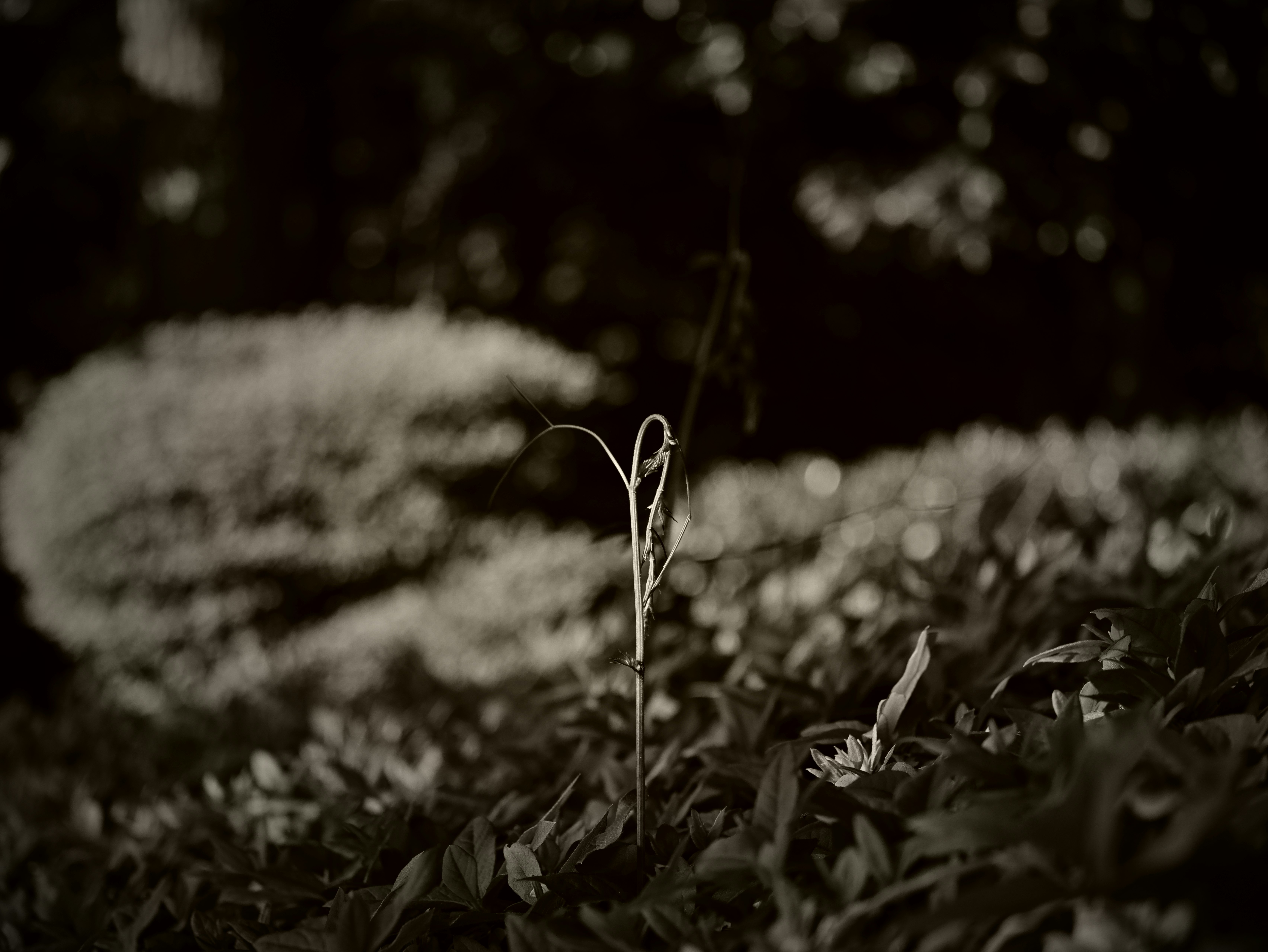 Une fine pousse d'herbe se détache sur un arrière-plan vert flou dans une photo en noir et blanc