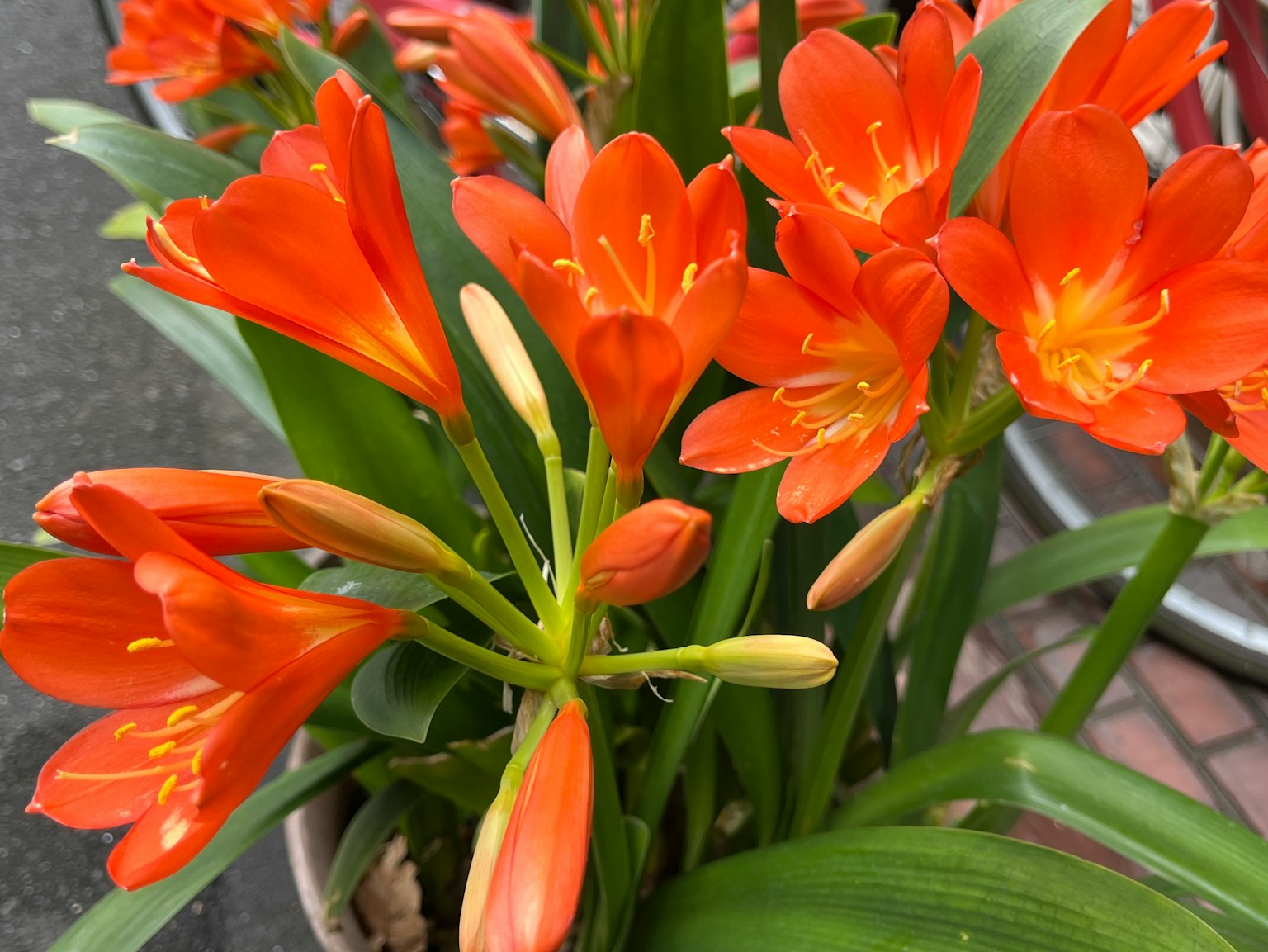 Vibrant orange Clivia flowers in full bloom