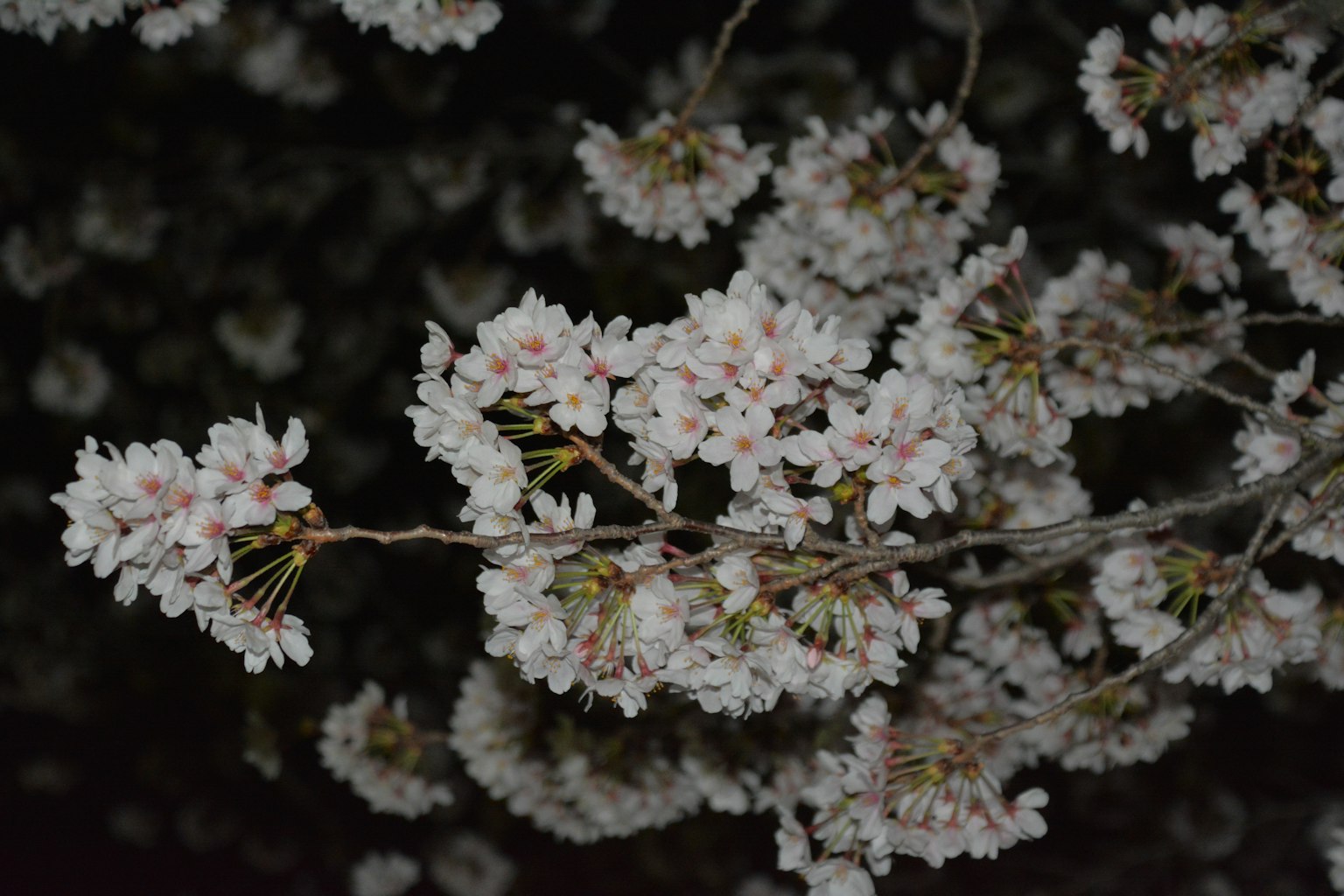 Cabang bunga sakura yang halus di latar belakang gelap