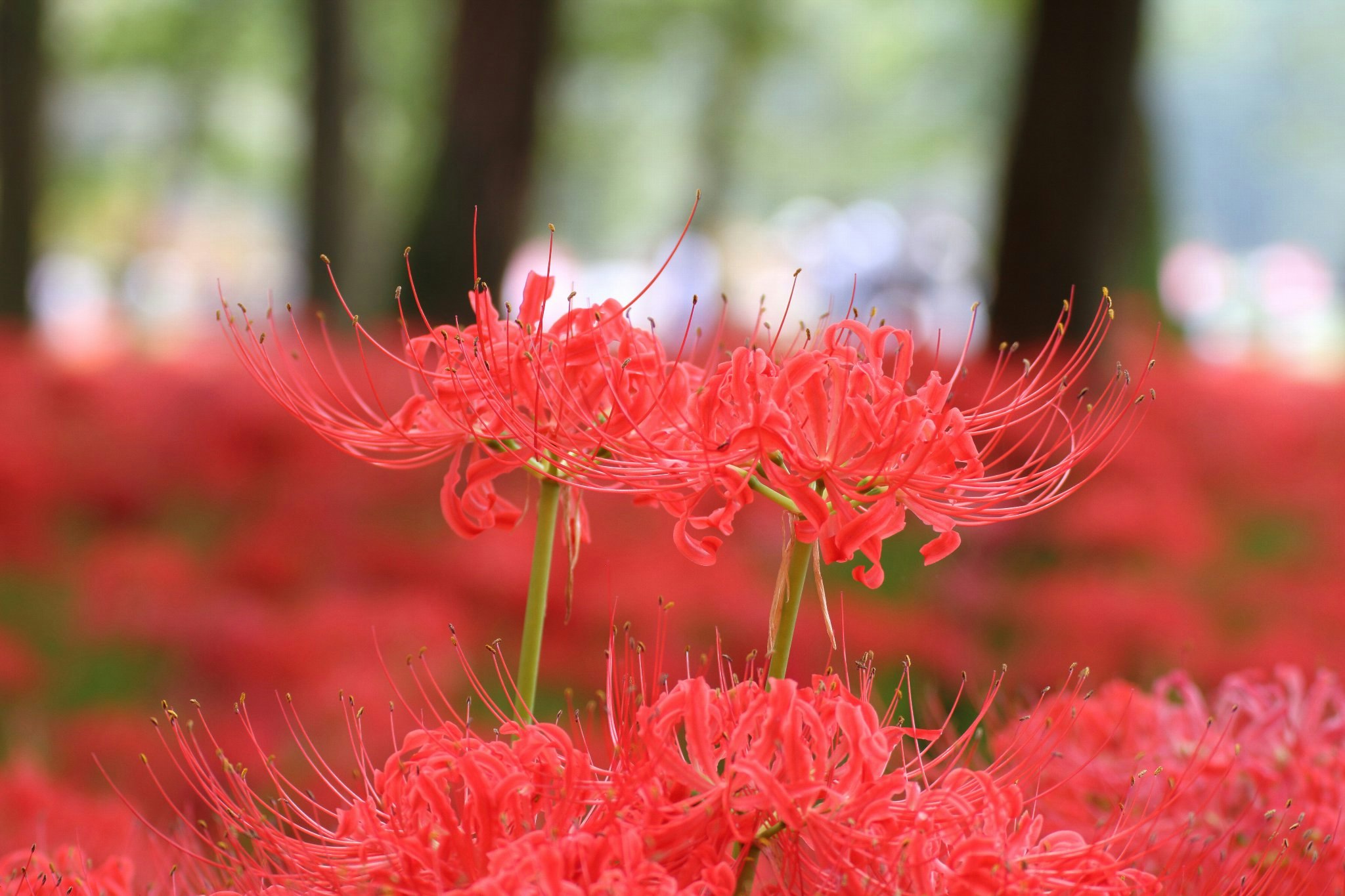 赤い彼岸花が群生する花畑の前景