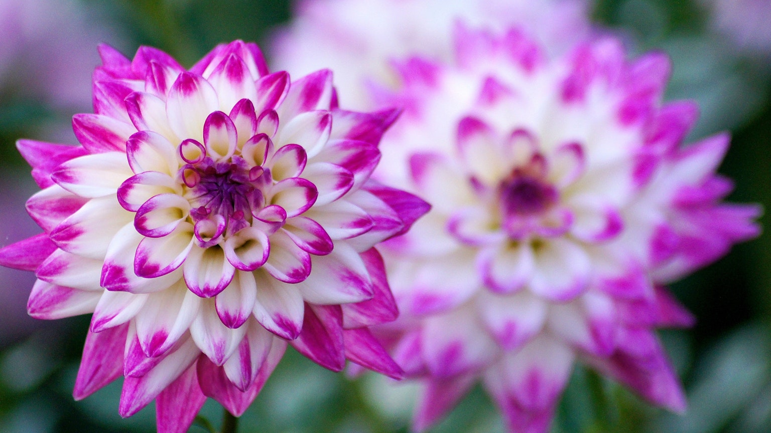 Schöne rosa und weiße Dahlienblüten, die blühen