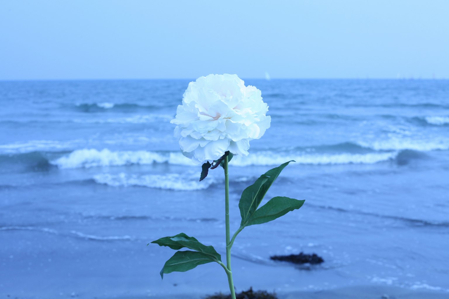 Une fleur blanche se tenant devant un océan bleu avec des vagues