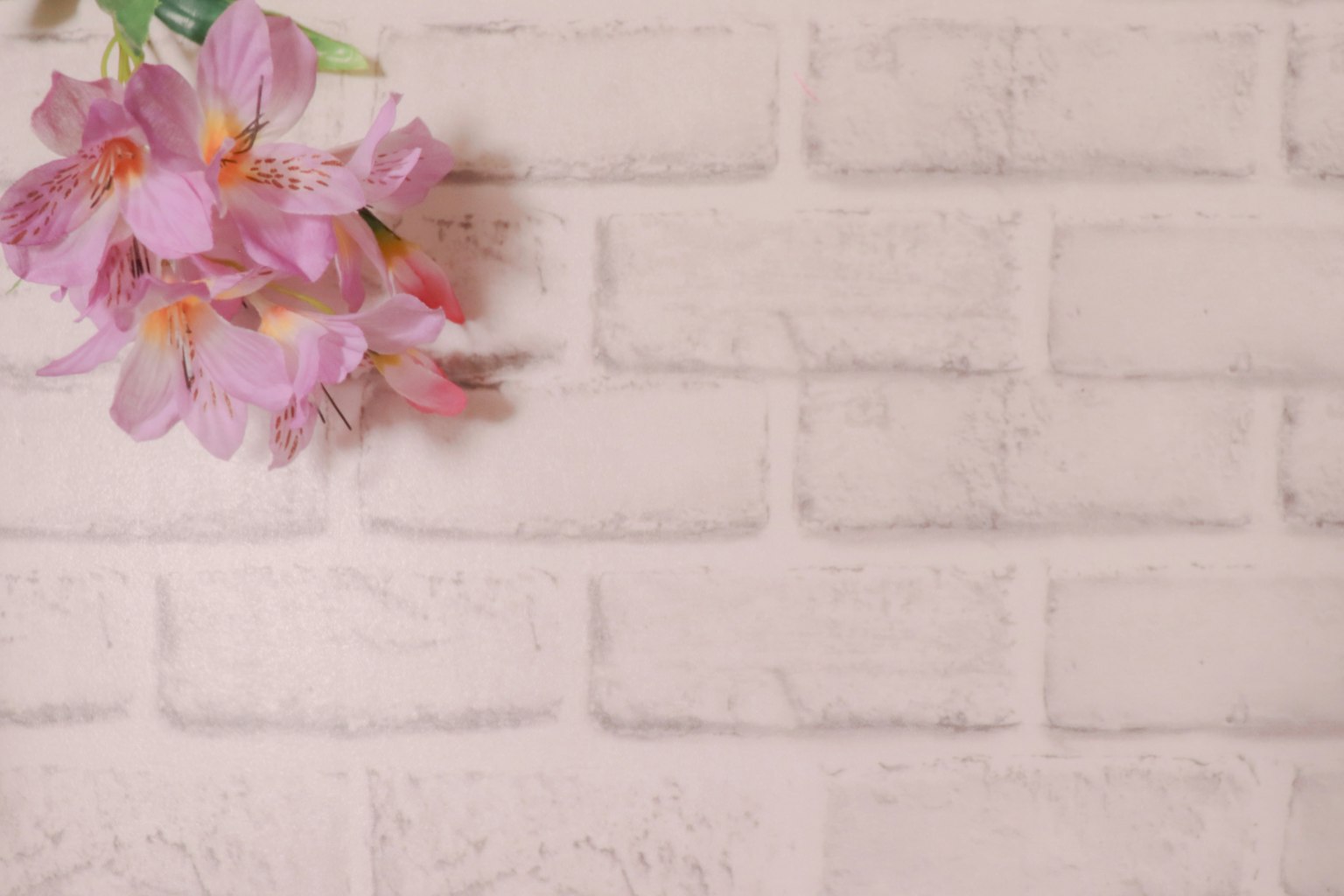 Bunga pink lembut di dinding bata putih