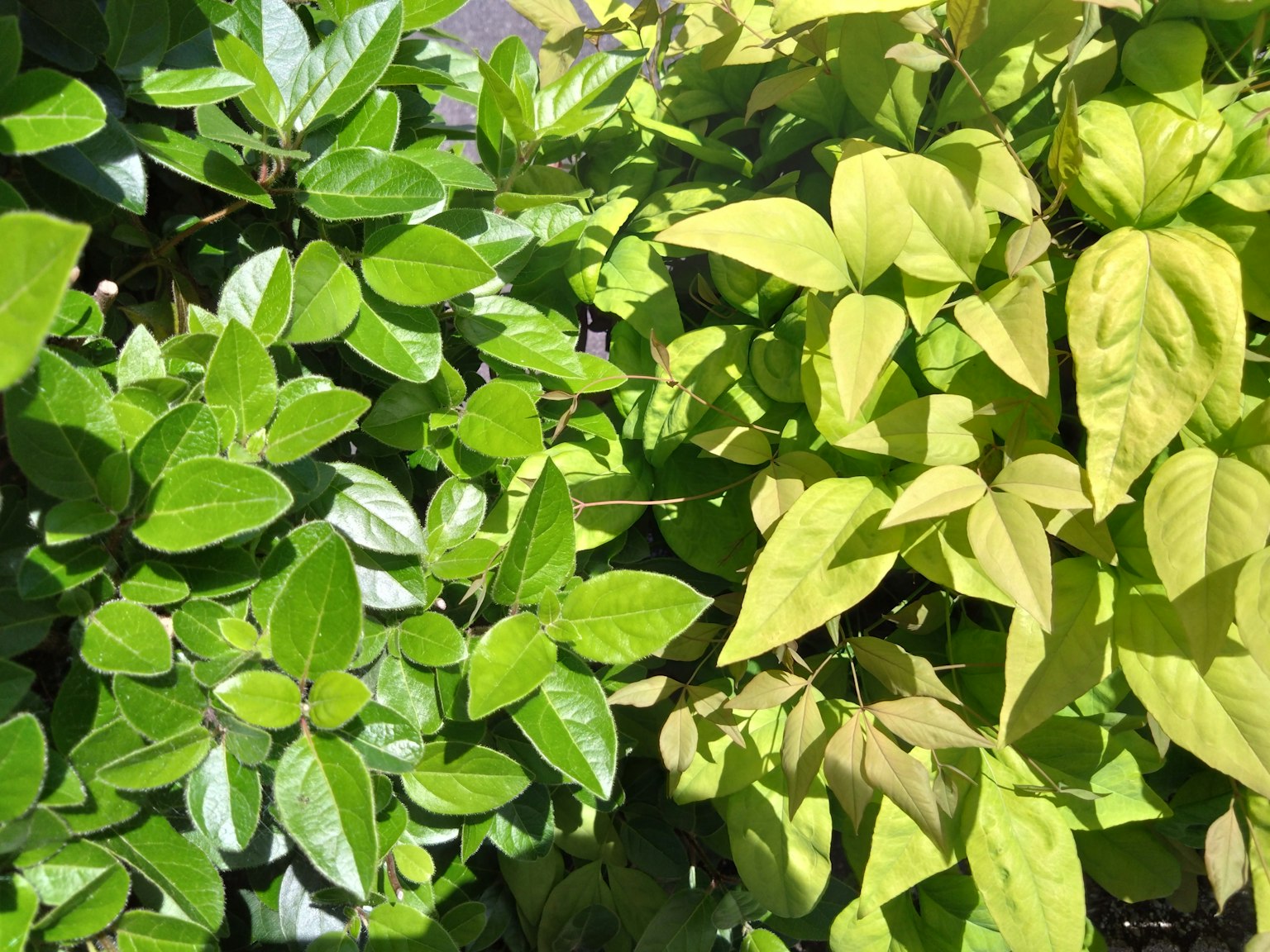 ภาพใกล้ของใบไม้สีเขียวและสีเหลืองของพืชที่ผสมกัน