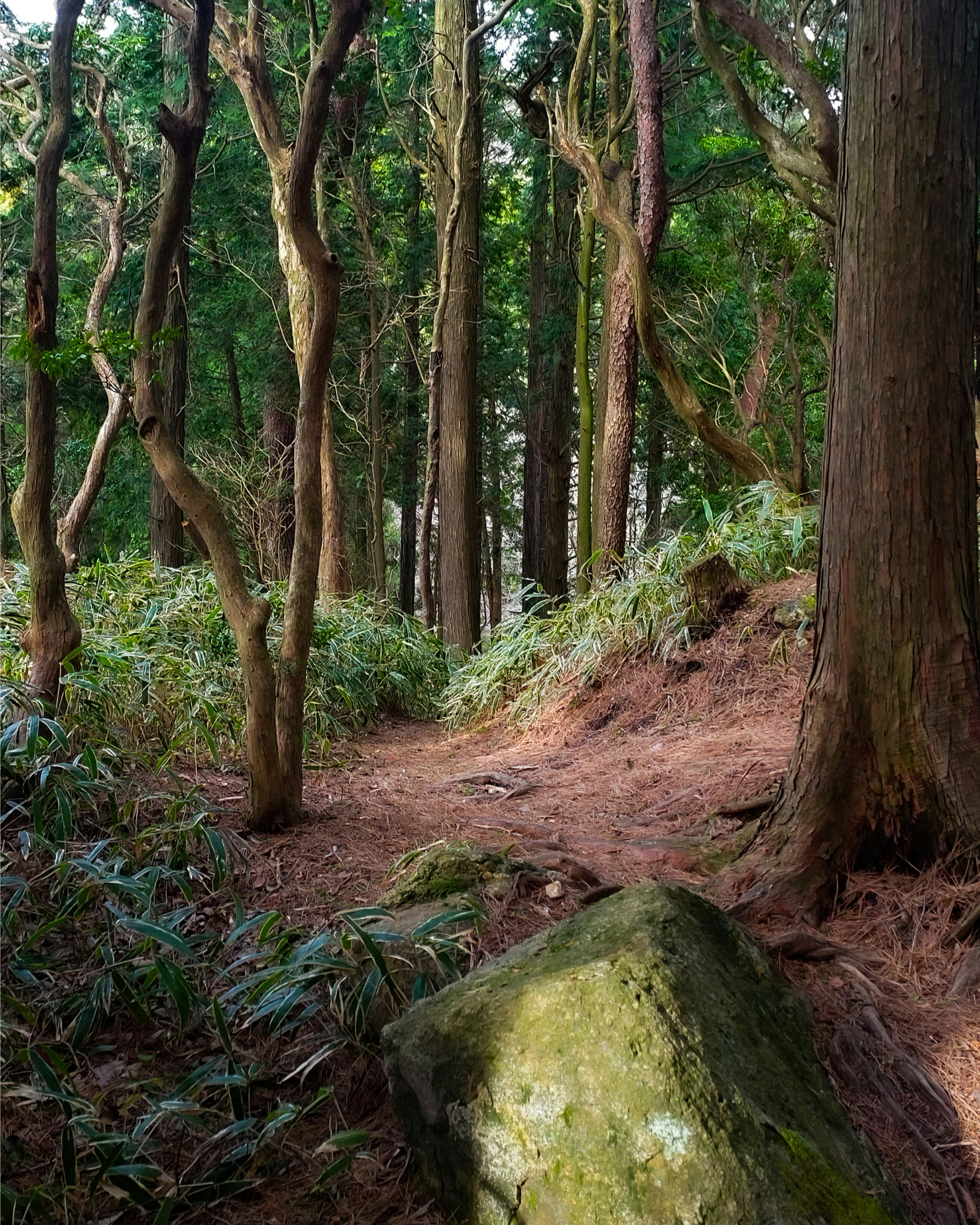 六甲山の登山道を覆う緑の森の小径