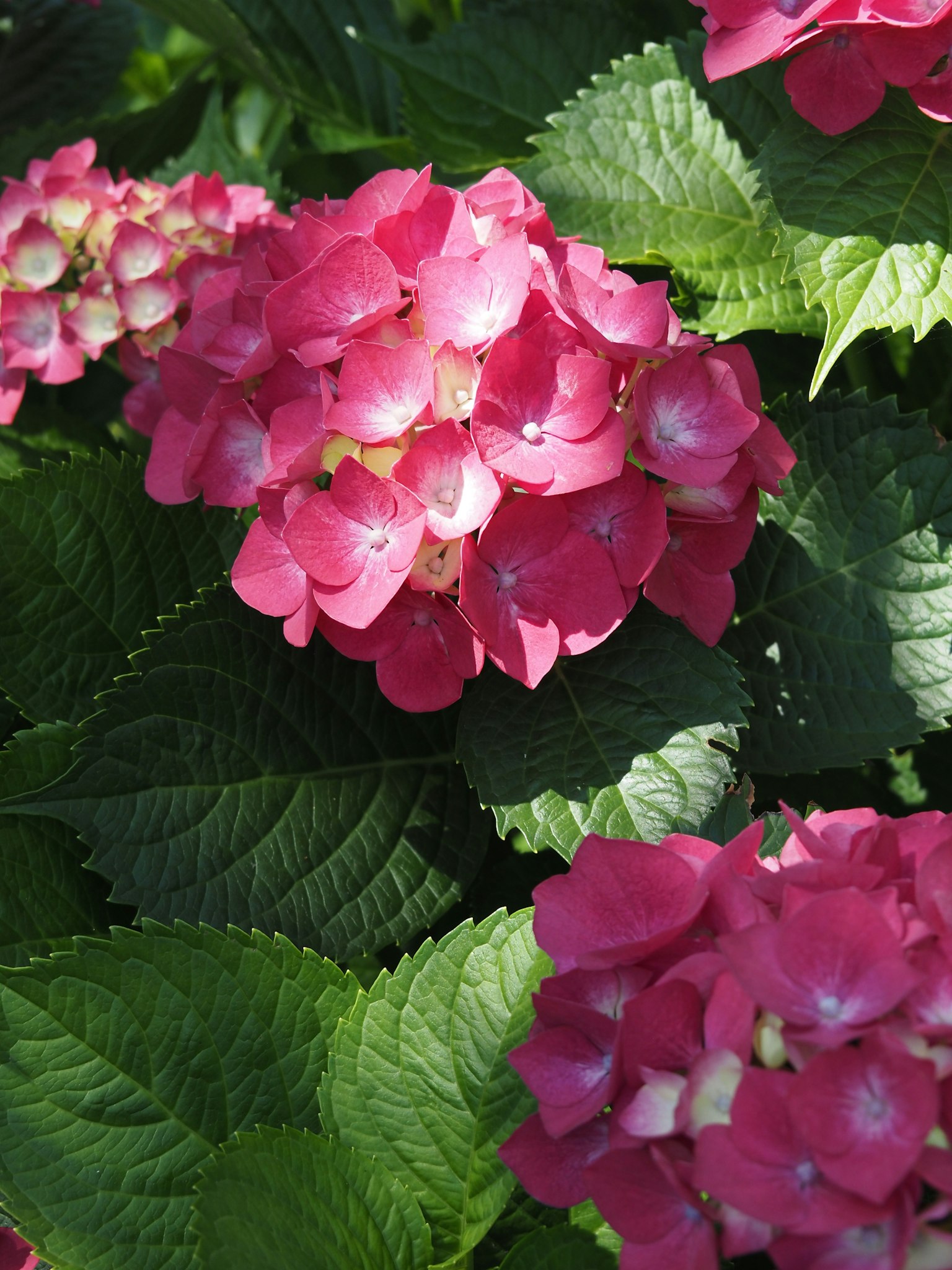 Fleurs d'hortensia roses vives fleurissant parmi des feuilles vertes